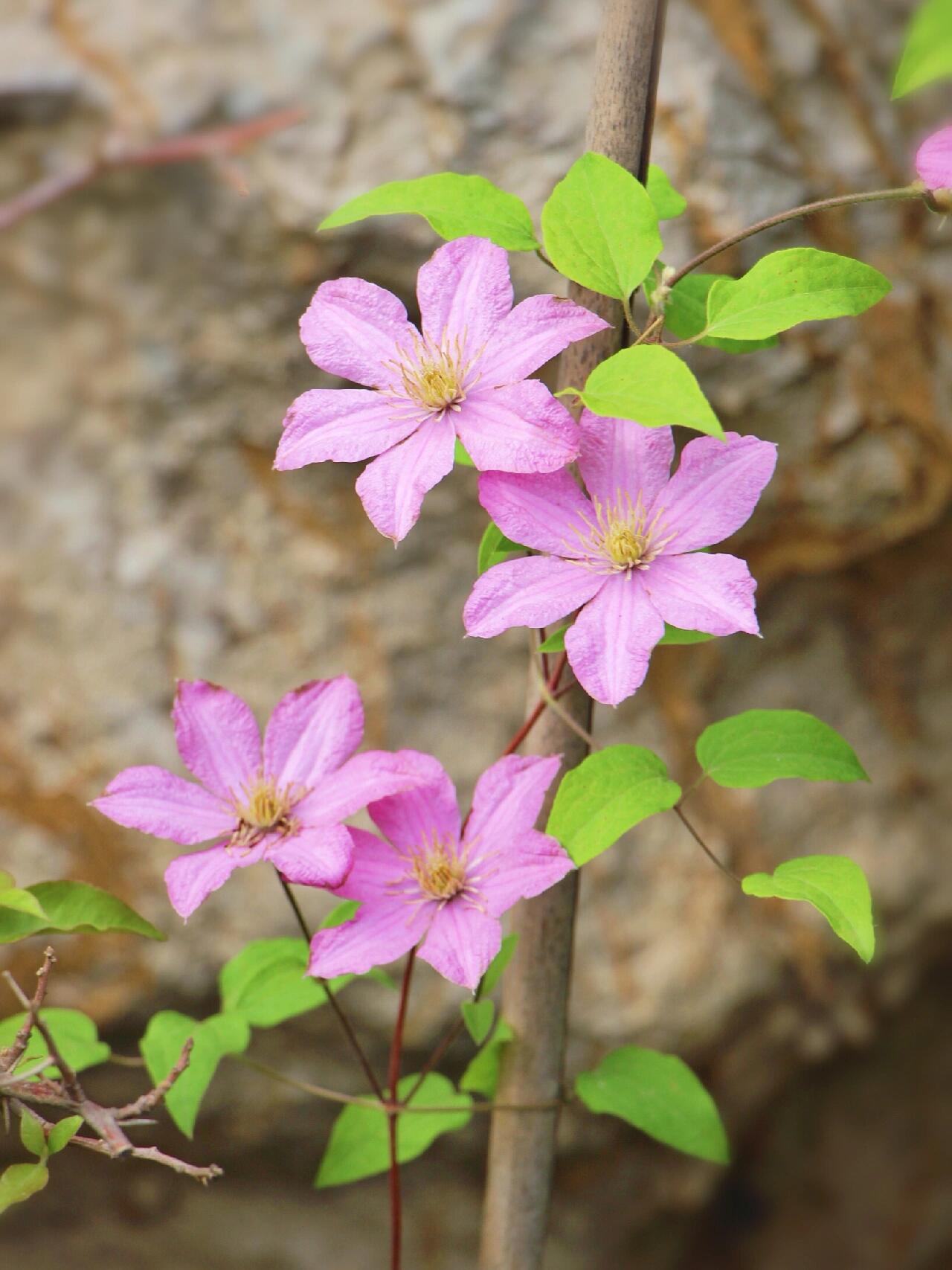 Clematis【Comtesse de Bouchaud】- LivePlant｜包查德 女侯爵｜Cute Flower