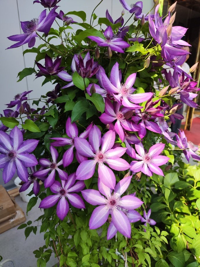 Clematis【Lizard｜トカゲ 】- LivePlant｜蜥蜴| Large Flowering| Cold Hardy| Fast-Growing| Flower Waterfall| Perennial| Pot Friendly| RareVine| Archway