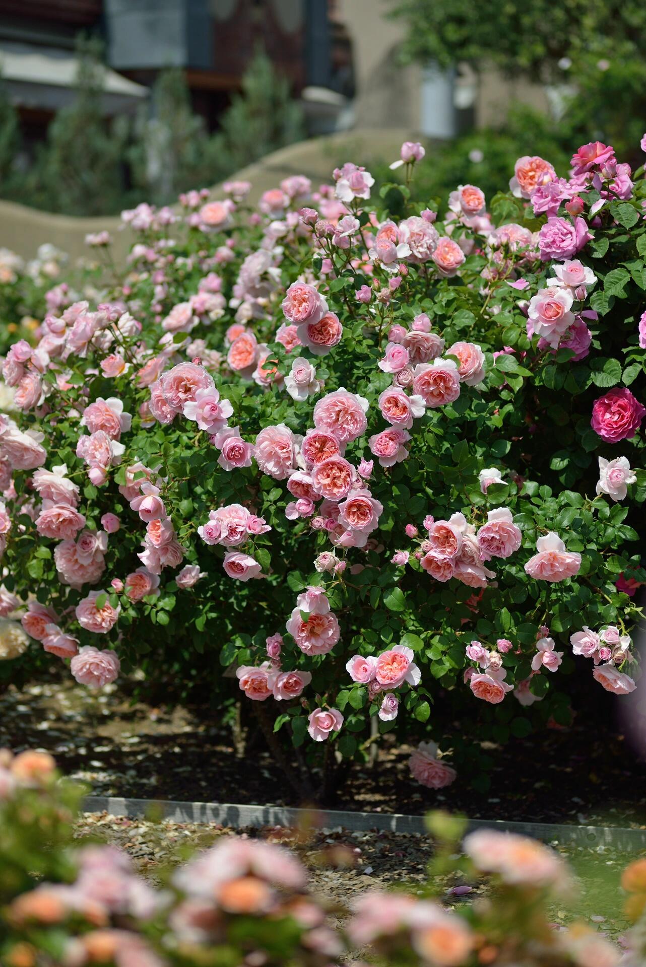 Rose【Dames de Chenonceau| Delpabra】- 舍农索城堡的女人| Floribunda Rose| Redolent| Gradient | Vining Rosa| Everbloomer