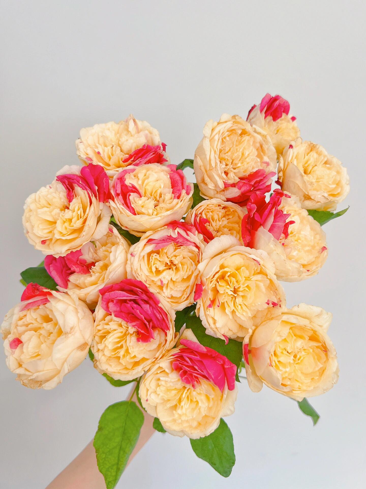 Rose【Fugetsu｜ふうげつ】-Surprise Rosa|  风月| Heat Resistant| Abundant Blooming| Less Thorns| Surprise rose| 風月| Balcony Rose