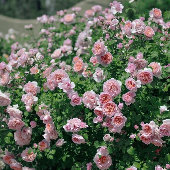 Climbing Rose【Dames de Chenonceau】- 1.5 Gal OwnRoot LivePlant｜舍农索城堡的女人｜ Large Bloom｜