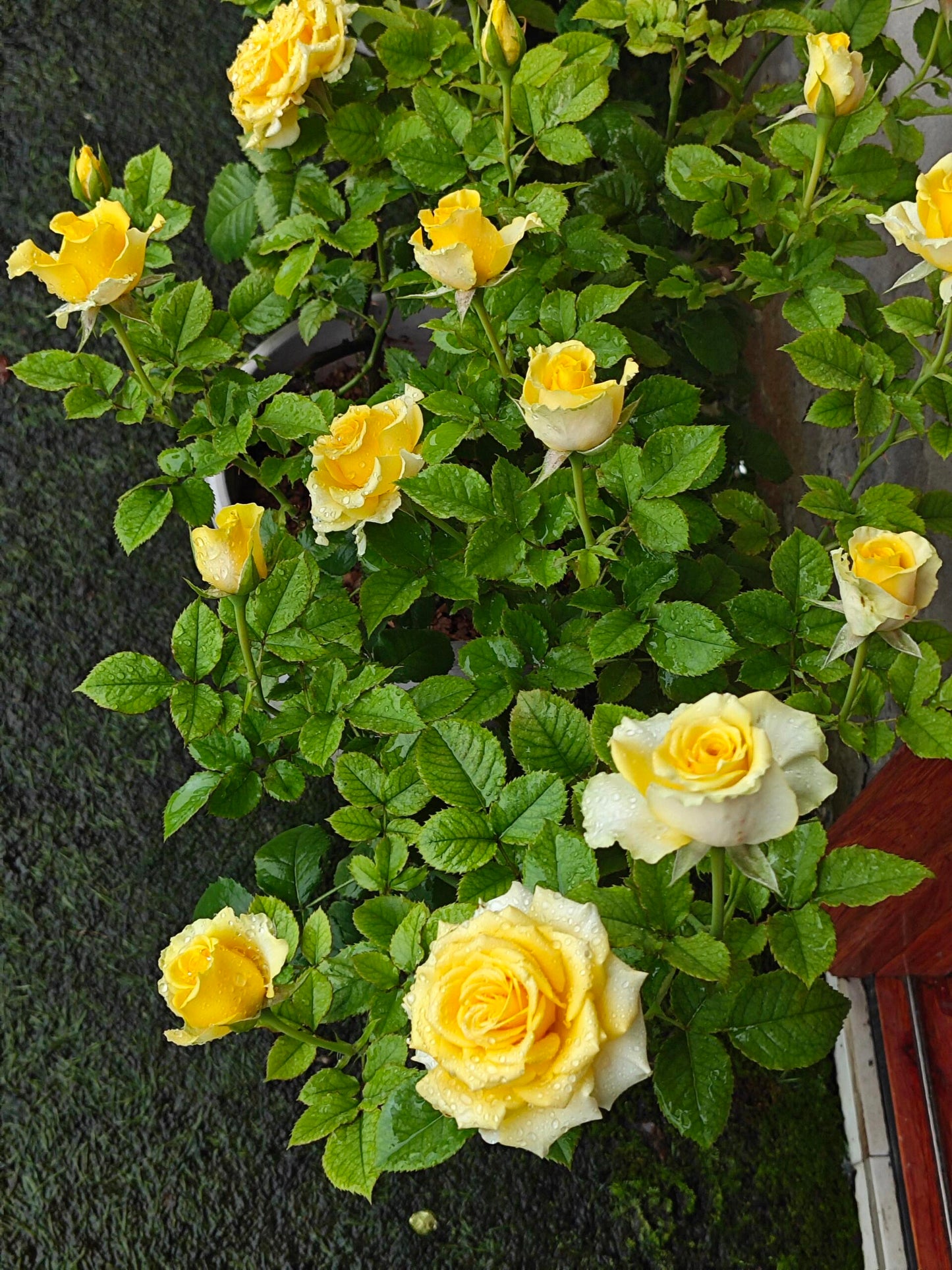 Rose【Shell｜貝殻】-1.5 Gal OwnRoot LivePlant｜Popular Japanese Floribunda Rose 贝壳｜Large Bloom｜Long vase life| Heat Resistant| Easy to Grow| Lace