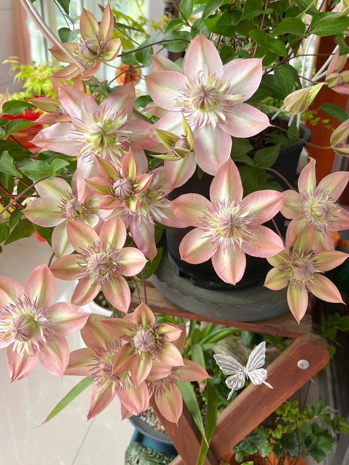 Clematis 【Shamshe】- 9P LivePlant| Double-flowered| Cold Hardy| 昼天使| 桃万重| Heat Resistant