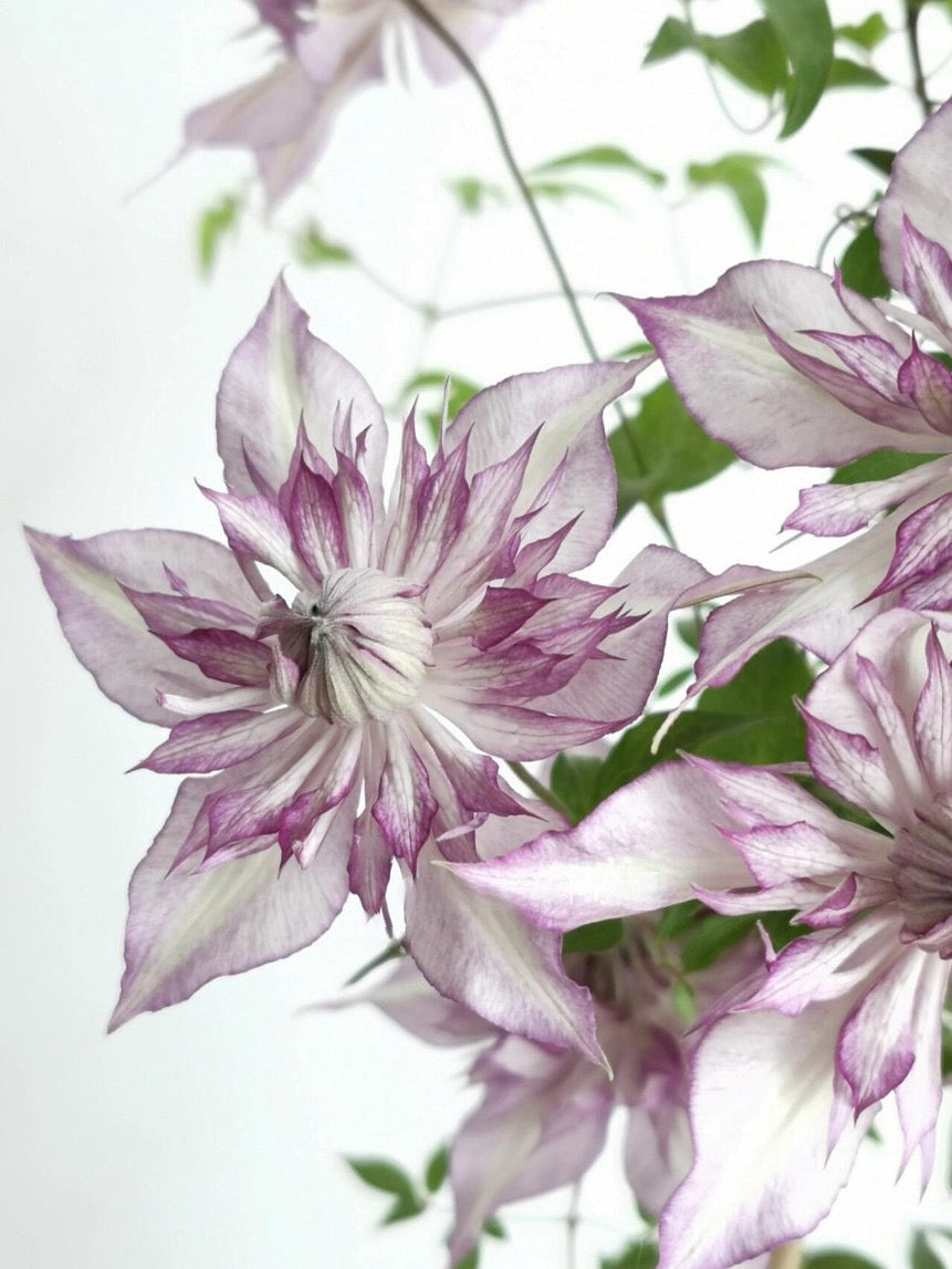 Clematis【Lady Kyoko | レディ・キョウコ】 -9P Live Plant- Japanese Rare Clematis| Pre-Order - Ships Oct 1st Week| 恭子小姐 | 新旧両枝咲き|