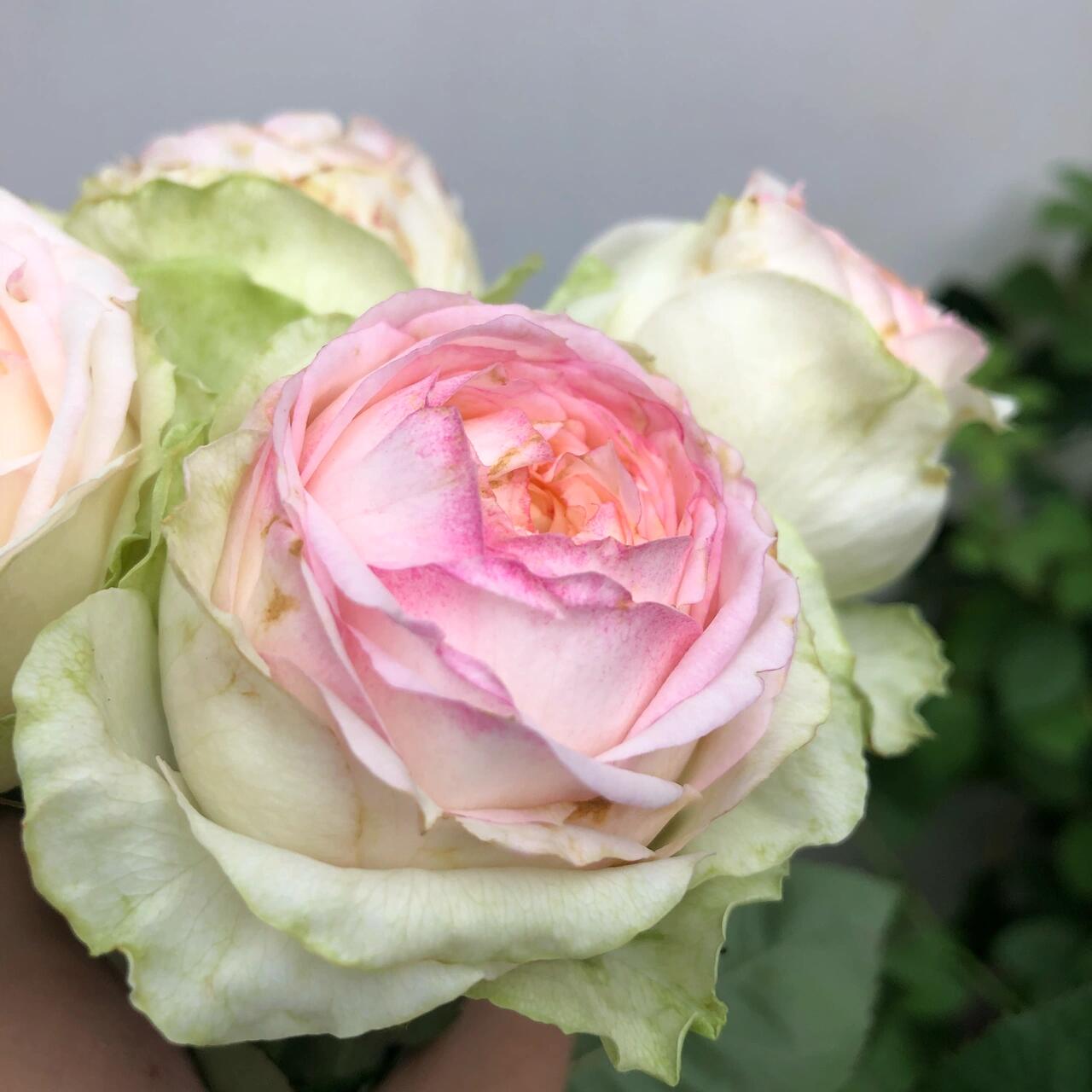 Rose【ArmureBlanche｜アルヌワブラン】-1.5 Gal OwnRoot LivePlant｜幻彩 ｜Japanese Rare Rosa