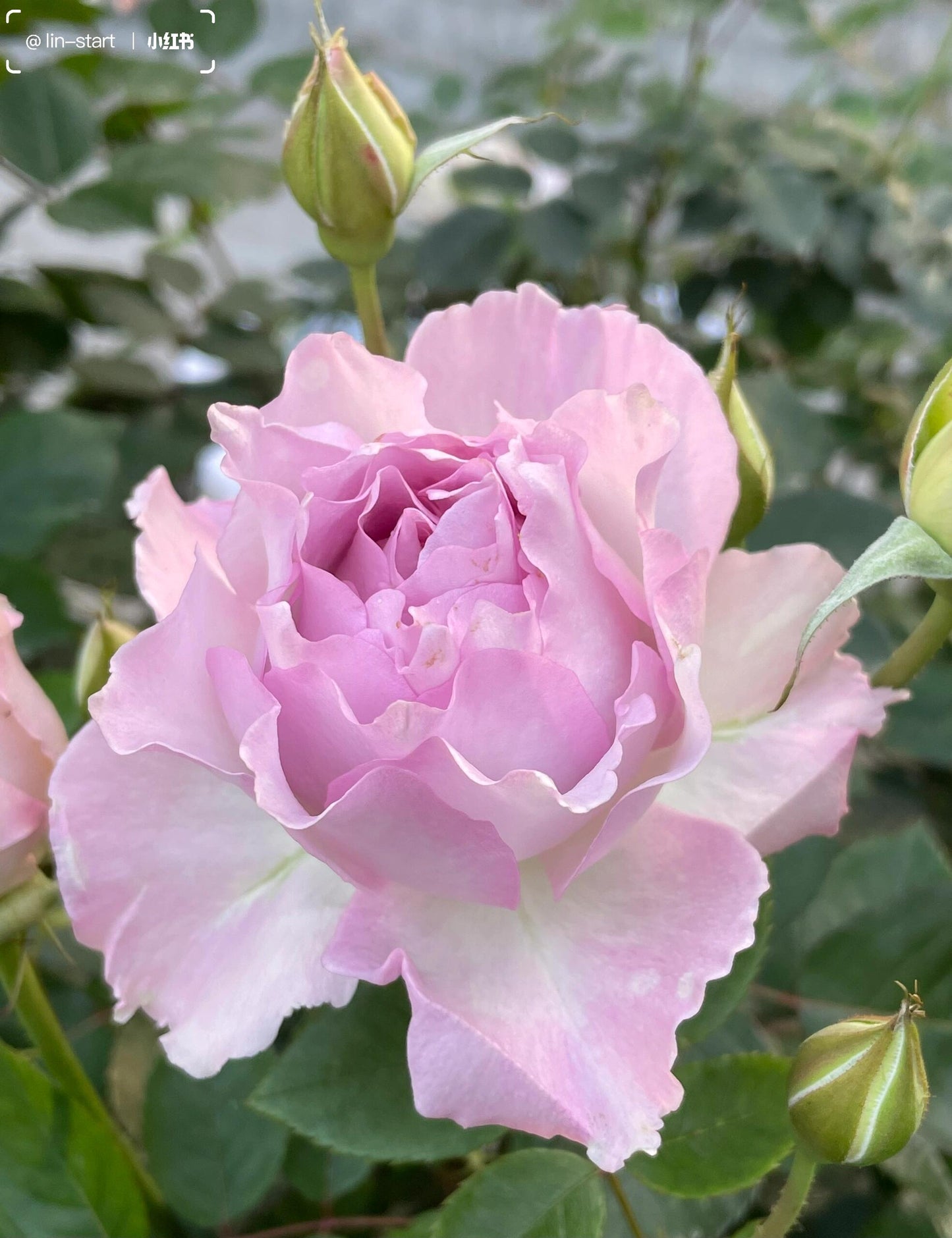 Rose【Lu Ning Xiang｜露凝香| Dew Serenade】- 1.5Gal OwnRoot LivePlant| Heat Resistant| Redolent| Less-Thorns| Dreamy| Highly Recommended| New 2022