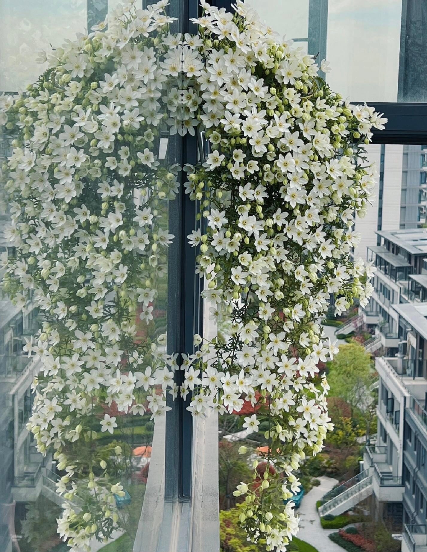 Clematis【Joe】- Liveplant｜银币｜Popular Floral waterfall