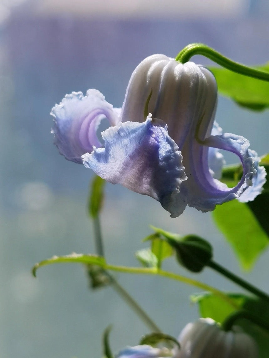 Blue Octopus Clematis【クリスパ・エンジェル| Crispa Angel】-LivePlant｜克里斯帕天使｜Bell-shaped｜Clematis florida var. sieboldiana｜タコクレマチス