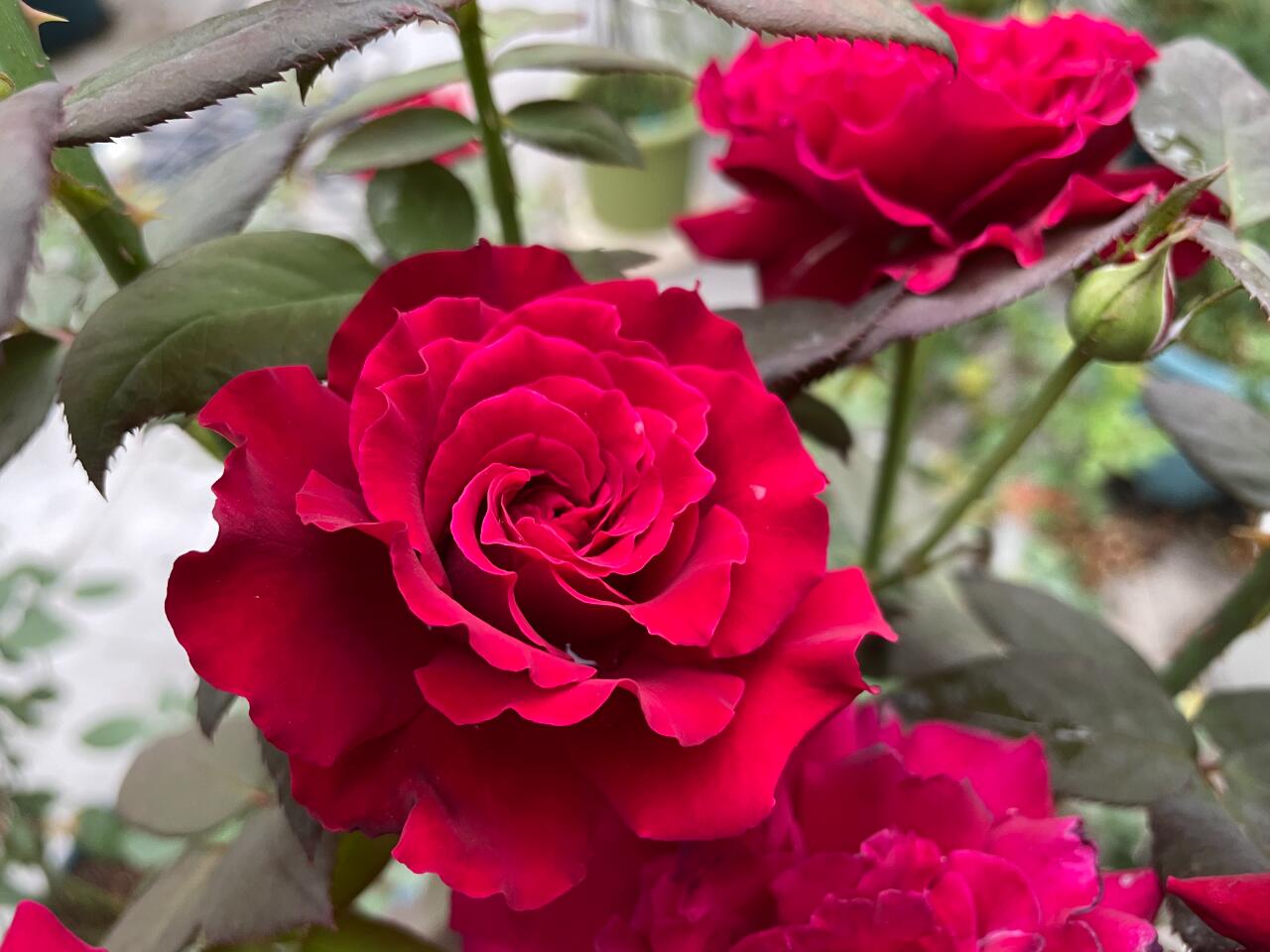 Rose【Colline Rouge| 赤い丘】-OwnRoot LivePlant｜天家胭脂/红丘｜コリーヌルージュ| Velvet| Heat Resistant| Rain-Resistant| Long florescence| Everbloomer