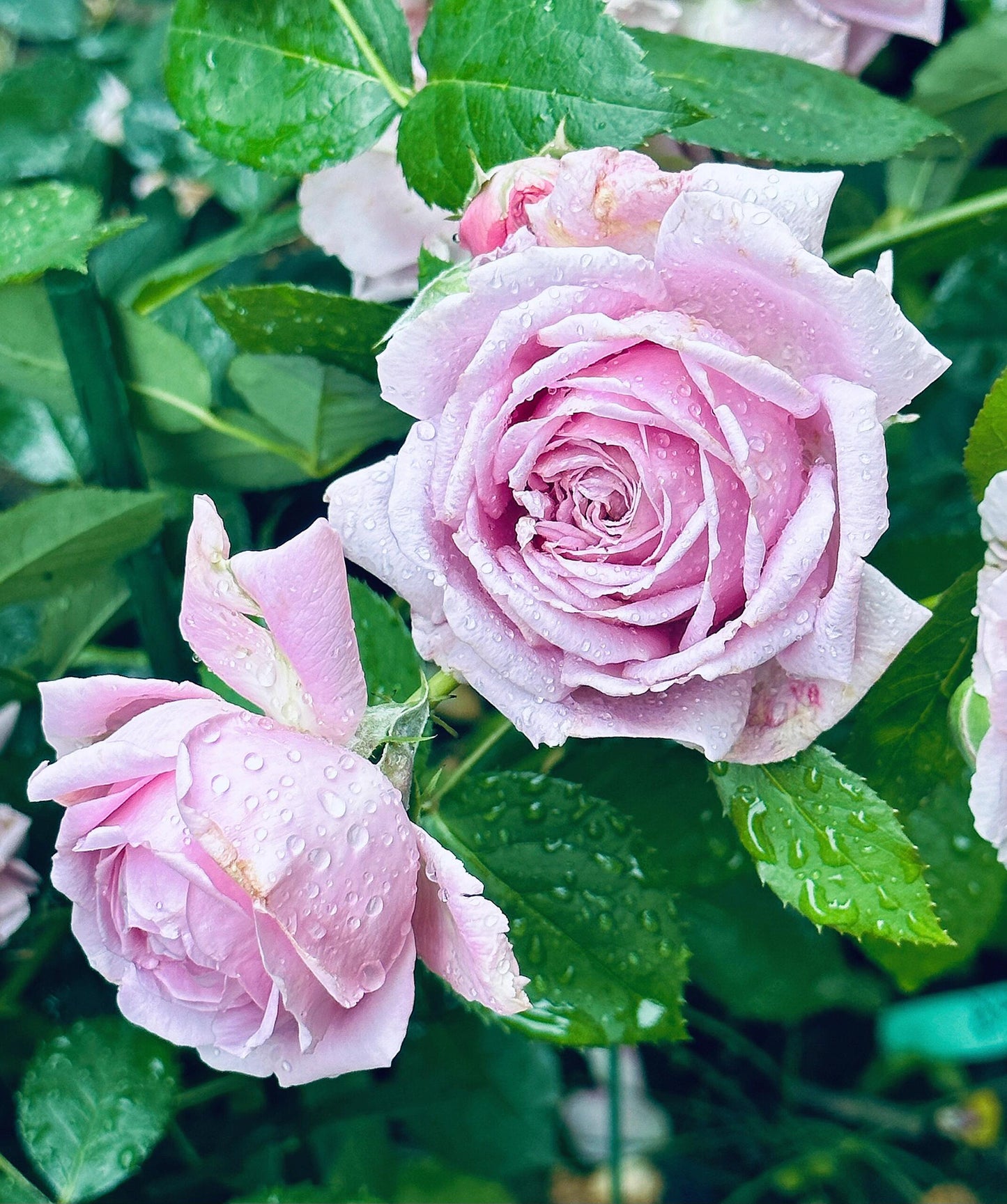 Rose【Charme｜シャルム】- 1.5 Gal OwnRoot LivePlant｜魅力绸缎｜Junko Kawamoto 2017