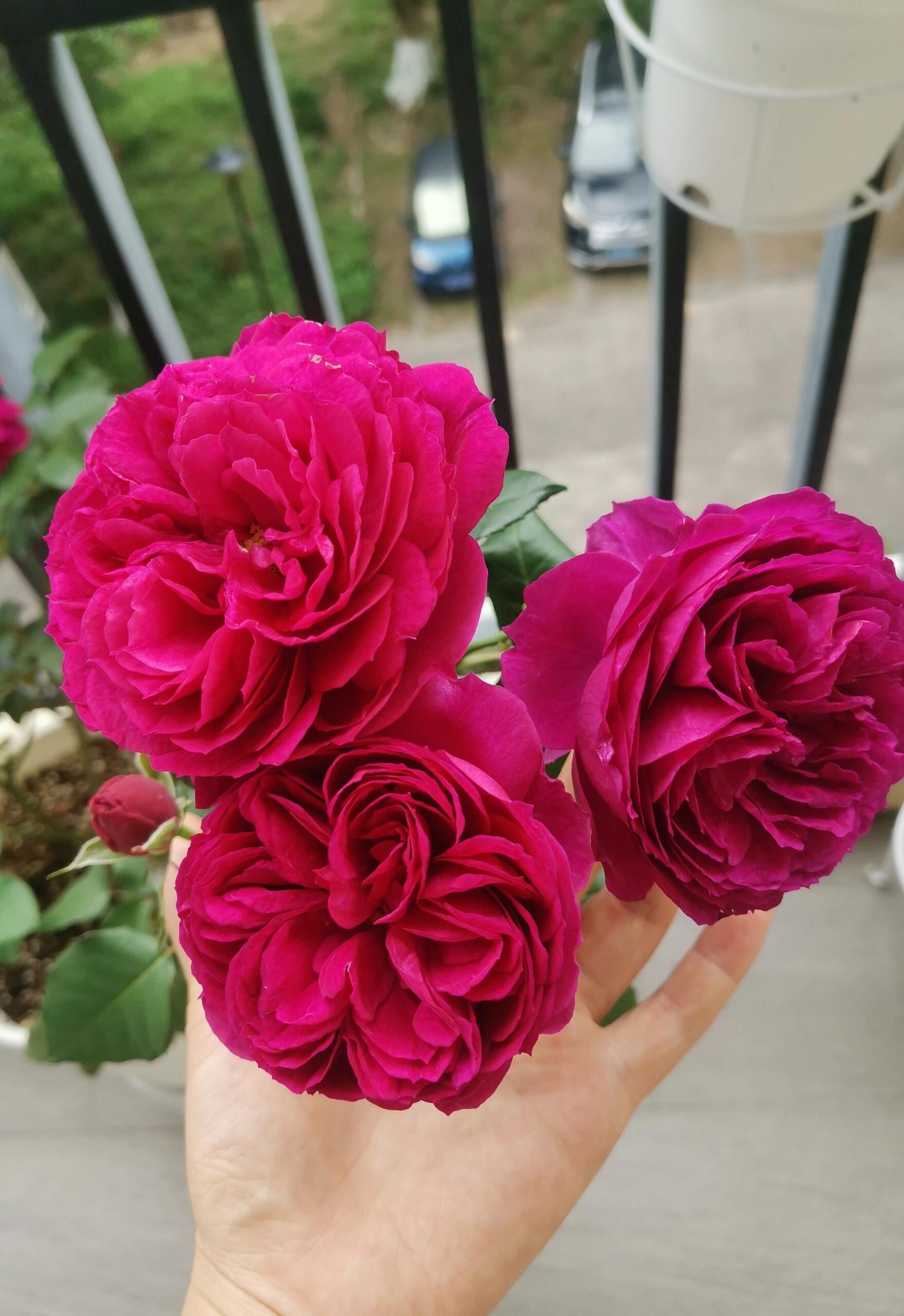 Rose【Ci Xuan| 慈萱| Serene Grace】- Rare New Variety 2020｜Popular|Tian Lang | Large Bloom｜Perfumed| Floribunda Rose| Strong Growth| Everbloomer