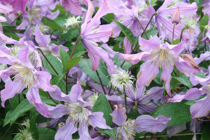 Rare Clematis【East River】-LivePlant｜东方河流Large Star Bloom