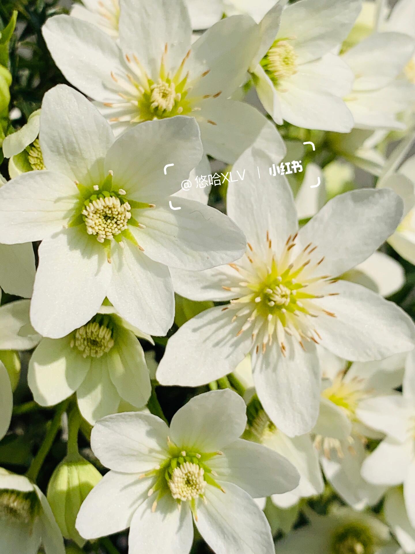 Clematis【Joe】- Liveplant｜银币｜Popular Floral waterfall