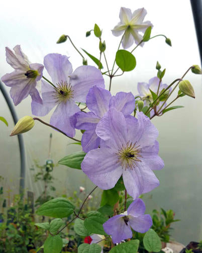 Clematis【Sea Breeze】- Live plant with flower buds｜海风｜Blue Clematis