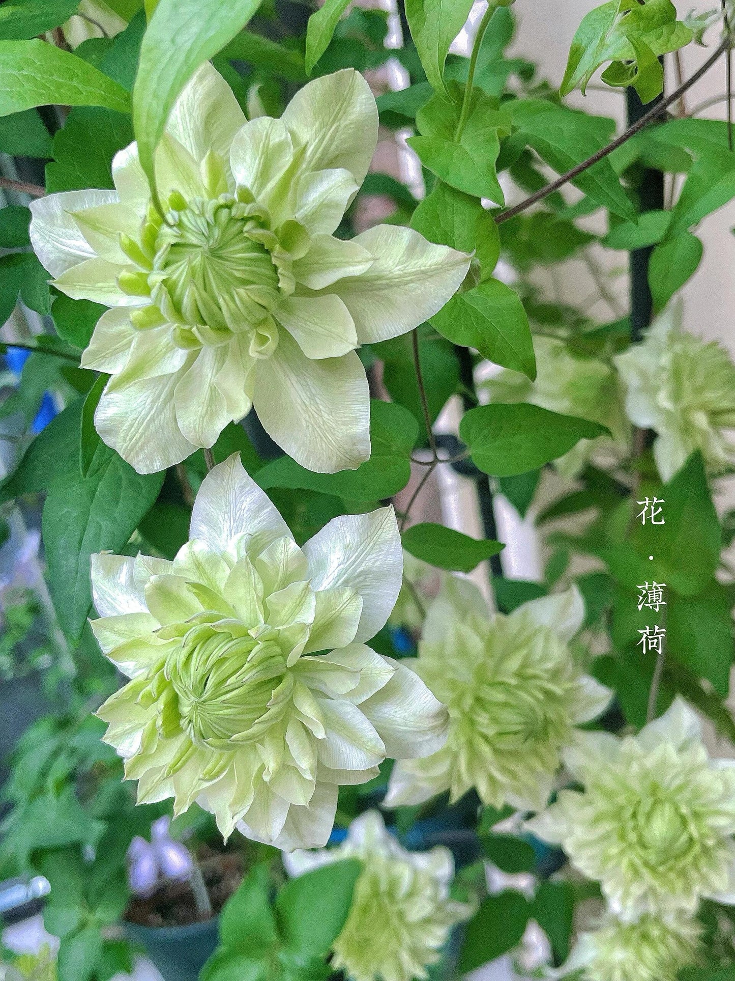 Clematis【Peppermint｜ミント】- LivePlant｜薄荷