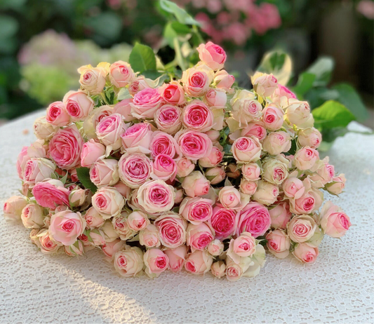 Prolific Rose【Super Sensation】- 2 Gal OwnRoot LivePlant｜粉多头/ 超感｜Cute Pink Blossom Thicket