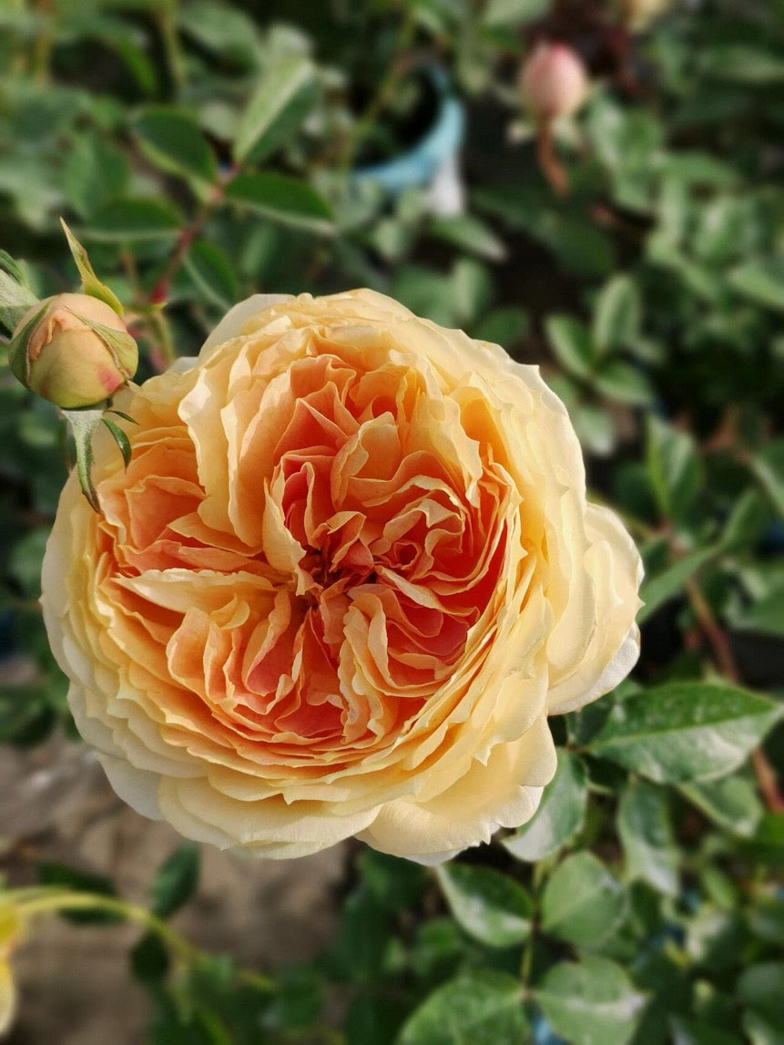 Rose【Caramel Antike】-OwnRoot LivePlant｜Large Bloom｜焦糖古董| Heat Resistant| Flawless| Less Thorns| Floribunda| Redolent| Sunshine Rose