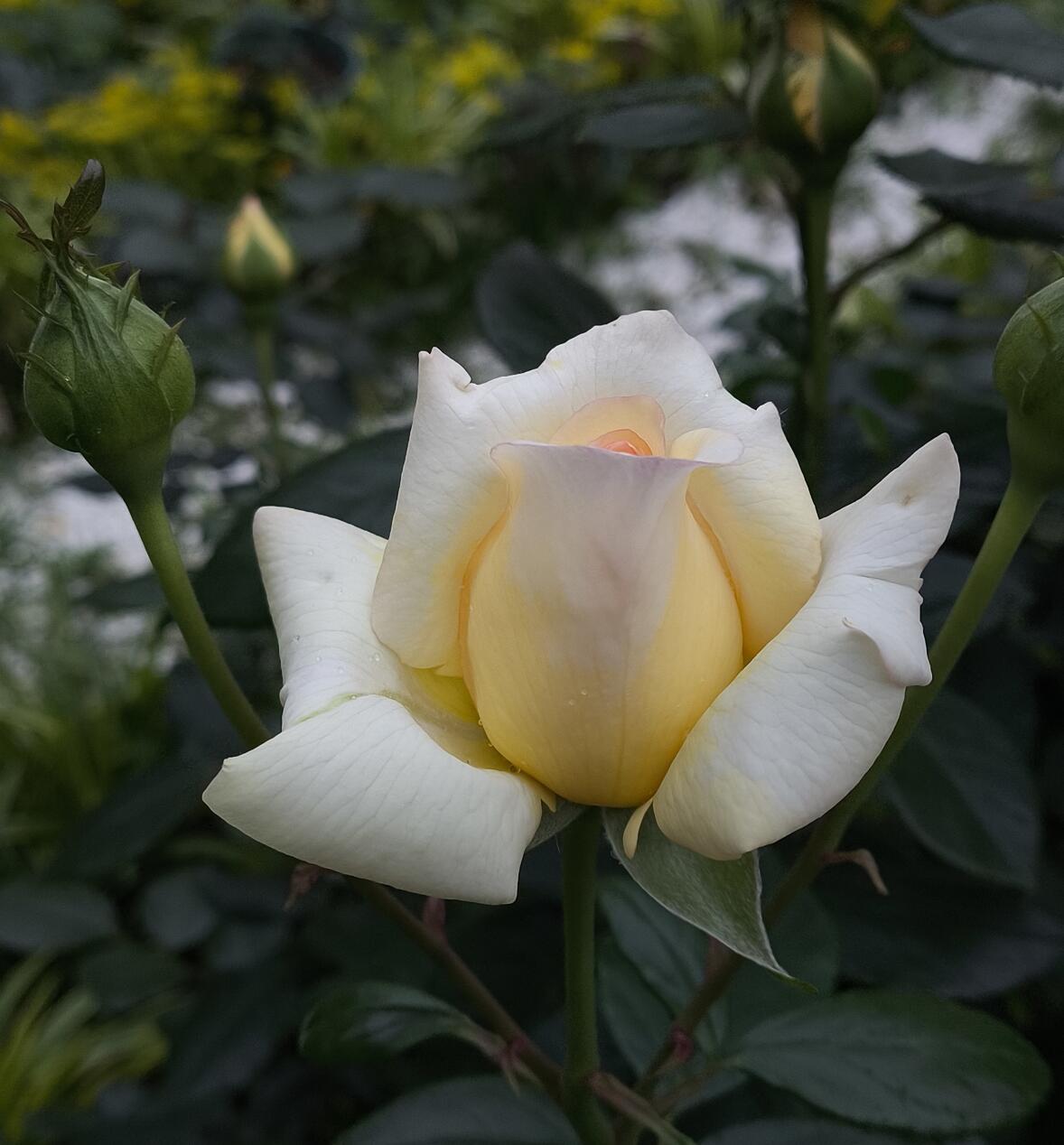 Rose【Anastasia】- 1.5 Gal OwnRoot LivePlant｜假面公主｜Award-Winning Variety｜Popular Yellow