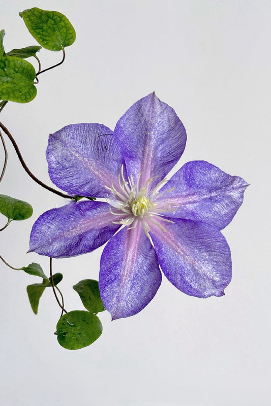 Clematis【Chameleon】- LivePlant｜变色龙｜Sandblasted Flowers