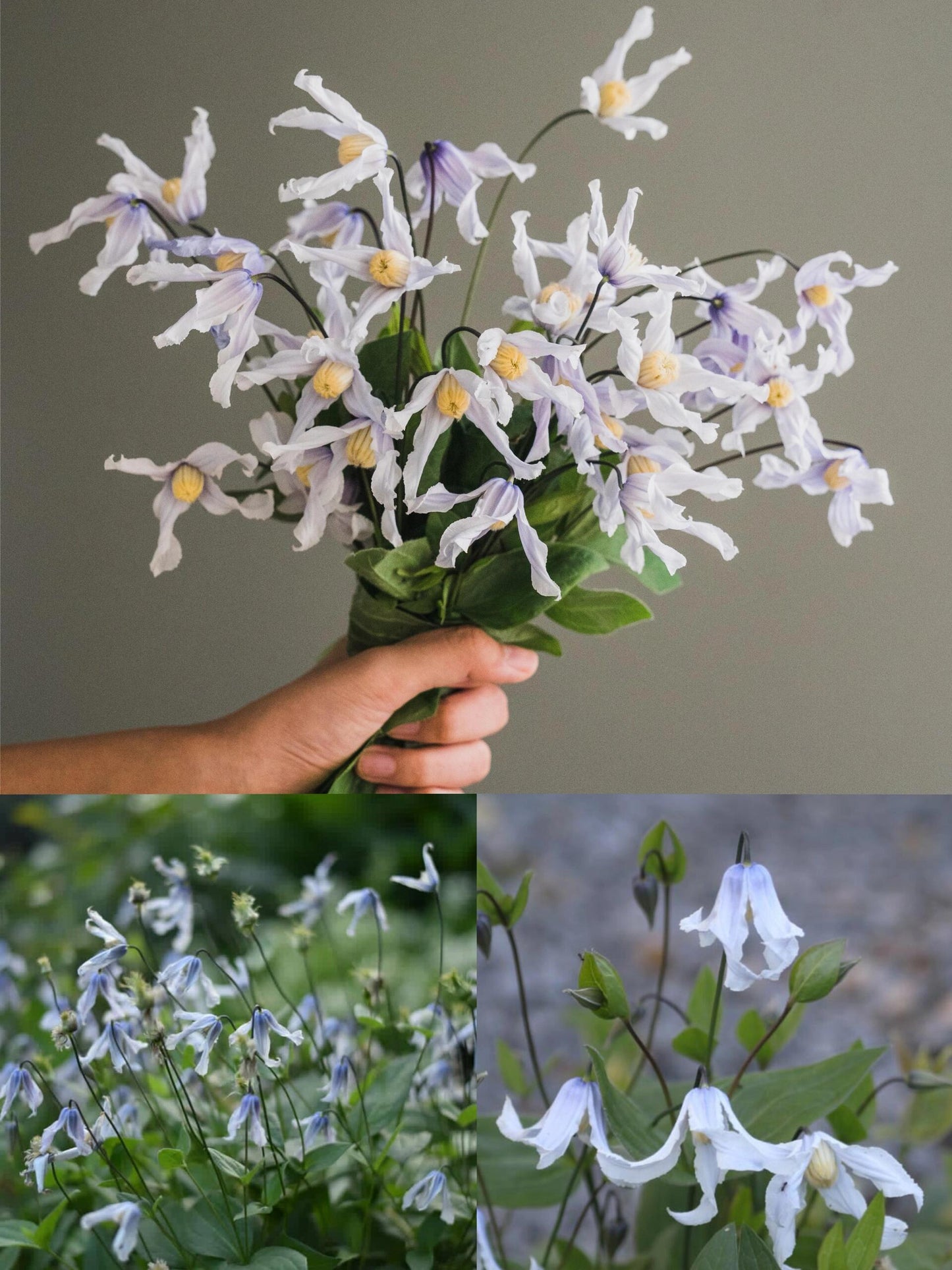 Clematis【Twinkle】- LivePlant｜Clematis Integrifolia 闪烁｜Cold hardy｜Cut Flower