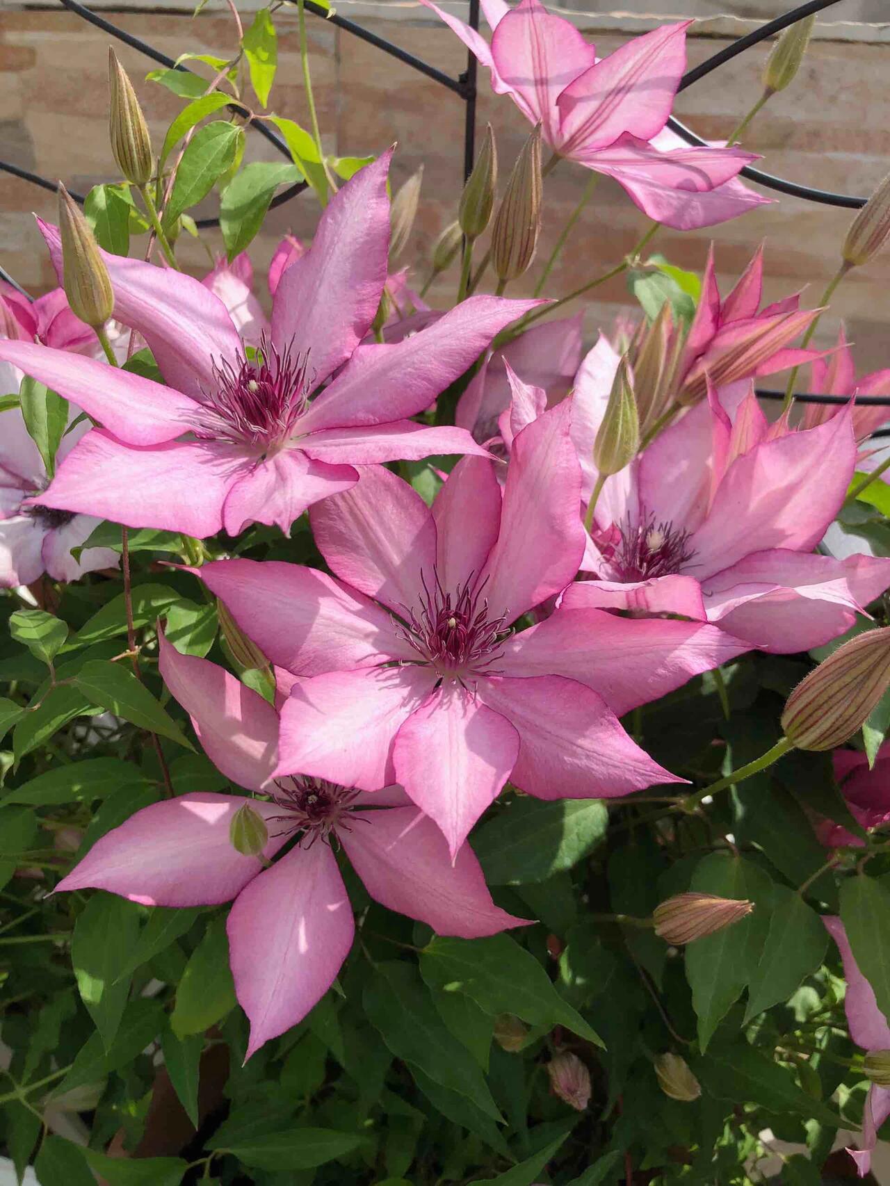 Clematis【Giselle】- LivePlant｜吉赛尔｜Large Flower｜Vintage Pink| Cold Hardy| Exquisite| Flower Waterfall| Beginner-Friendly| Compact Patio| Vine