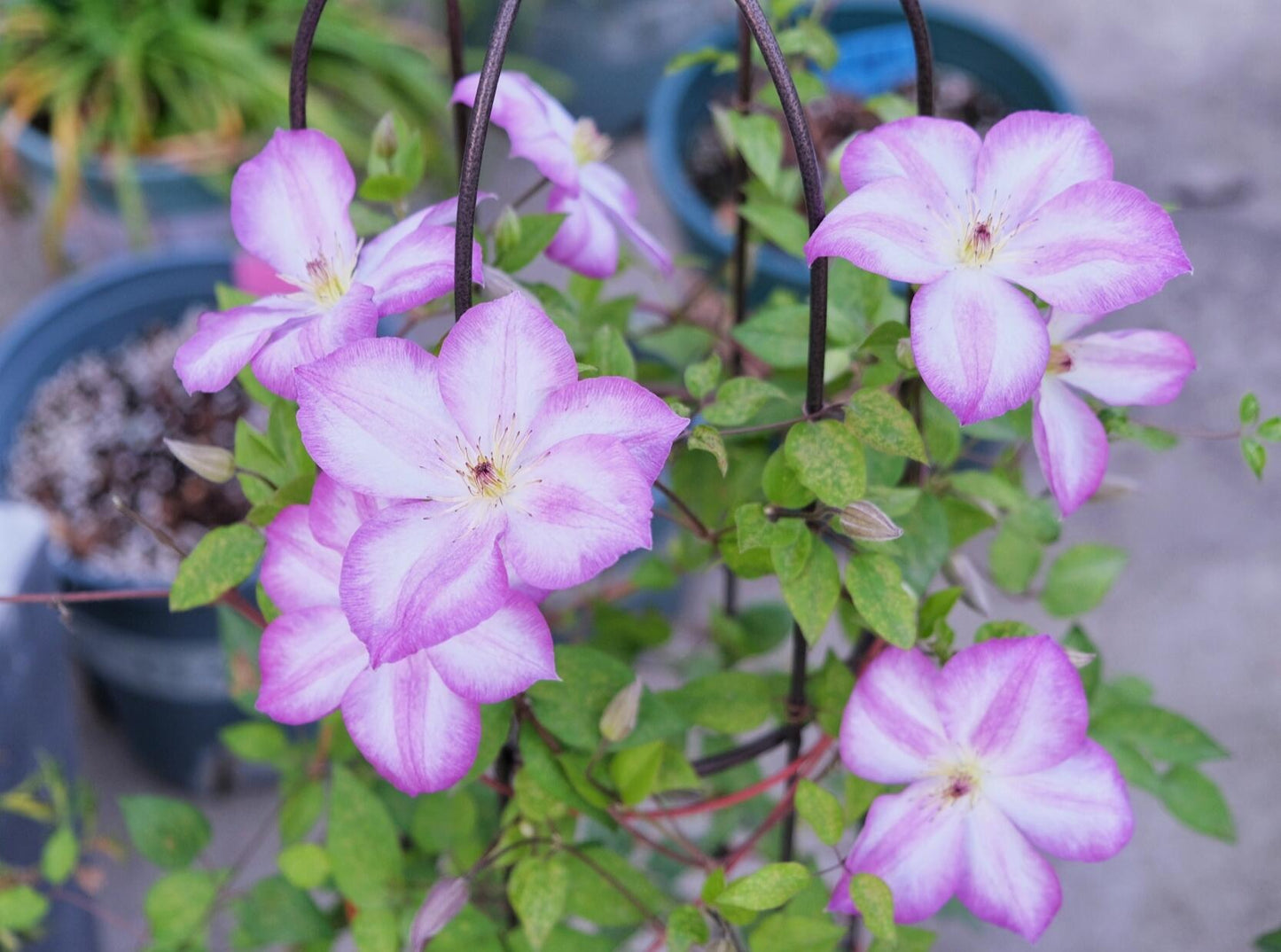 Clematis【Pernille】- LivePlant- 佩莱尼| Cold Hardy| Low Maintenance| Rich Color| Pollinator Friendly| Strong Growth| Cute Flower| Adaptable|Vine