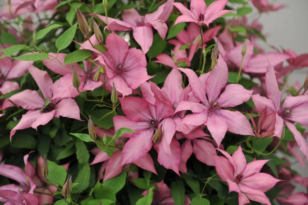 Clematis【Giselle】- LivePlant｜吉赛尔｜Large Flower｜Vintage Pink| Cold Hardy| Exquisite| Flower Waterfall| Beginner-Friendly| Compact Patio| Vine