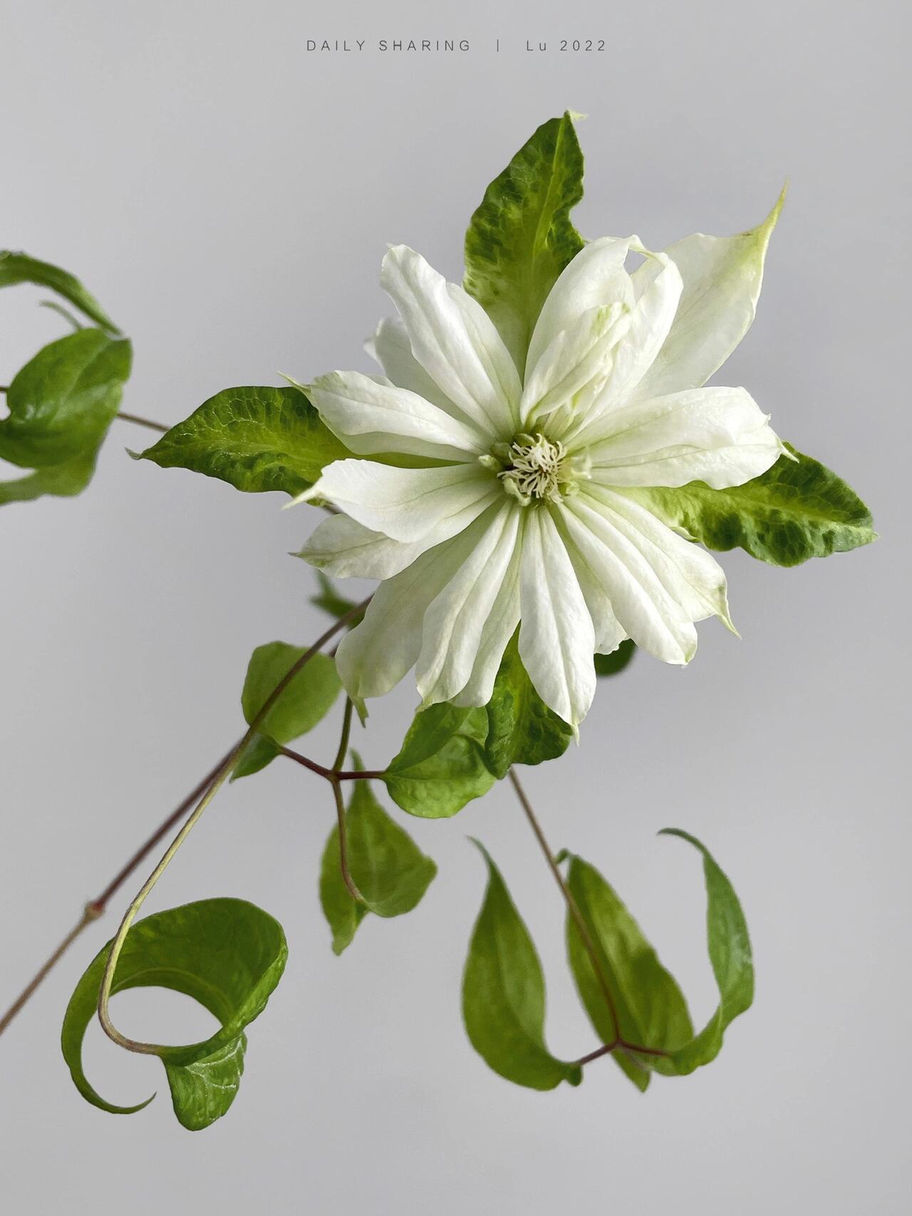 Clematis【Shiko Yukiokoshi｜ゆきおこし】- LivePlant｜雪妆 |Rare Japanese Double-flowered| Cold Hardy| Perennial| Pollinator Friendly| Fast-Growing