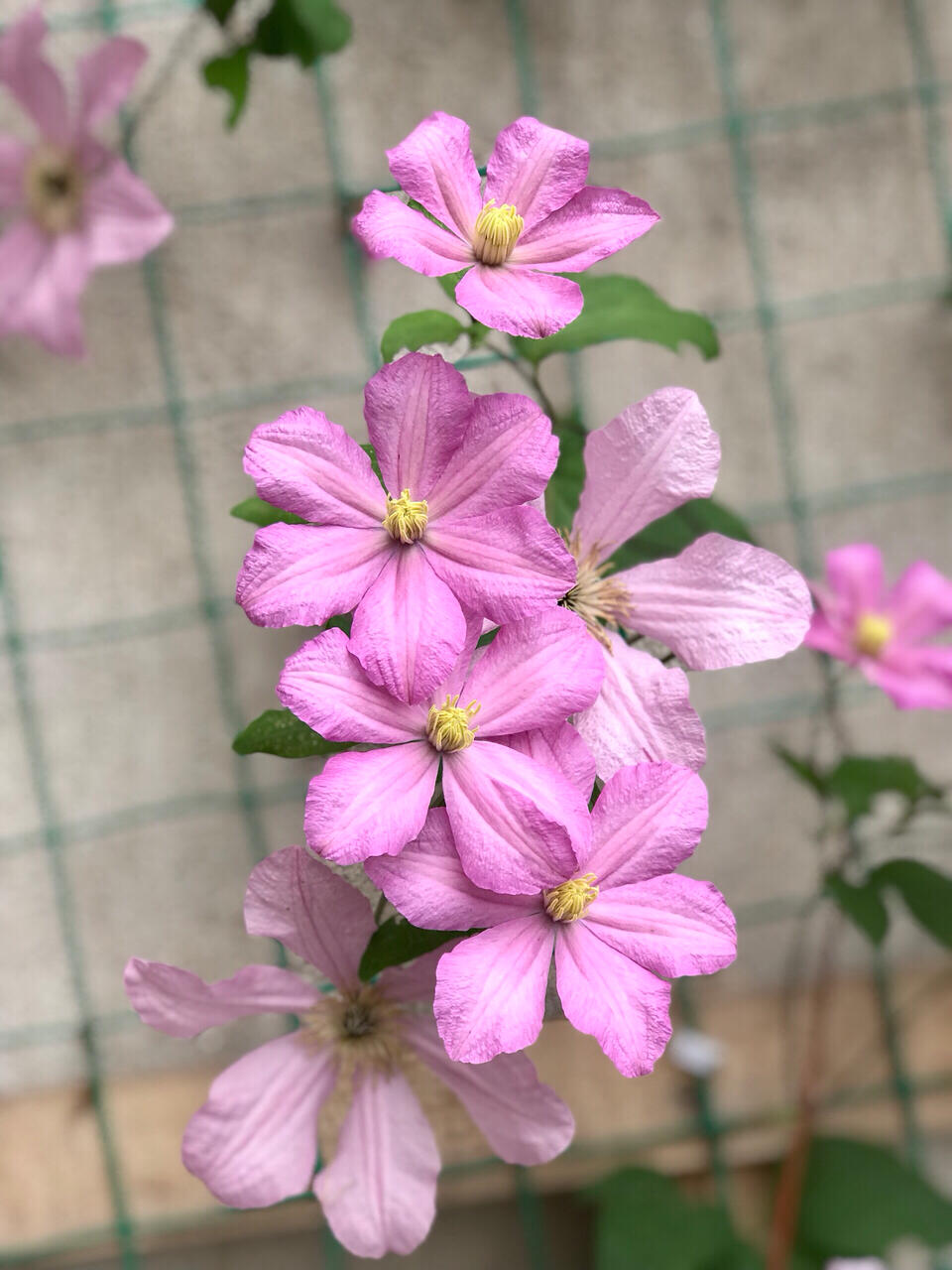 Clematis【Comtesse de Bouchaud】- LivePlant｜包查德 女侯爵｜Cute Flower