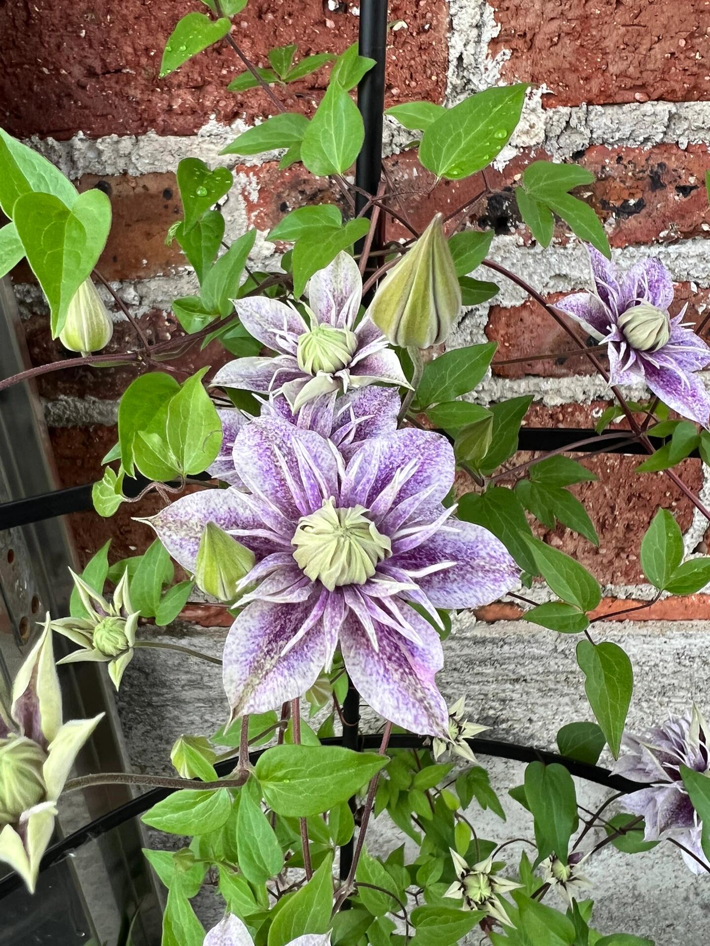 Clematis【 Minamonoyousei | みなもようせい| 水面の妖精】- 10P LivePlant| Japanese Clematis | Double-flowered| Cold Hardy| Koi| 水面妖精