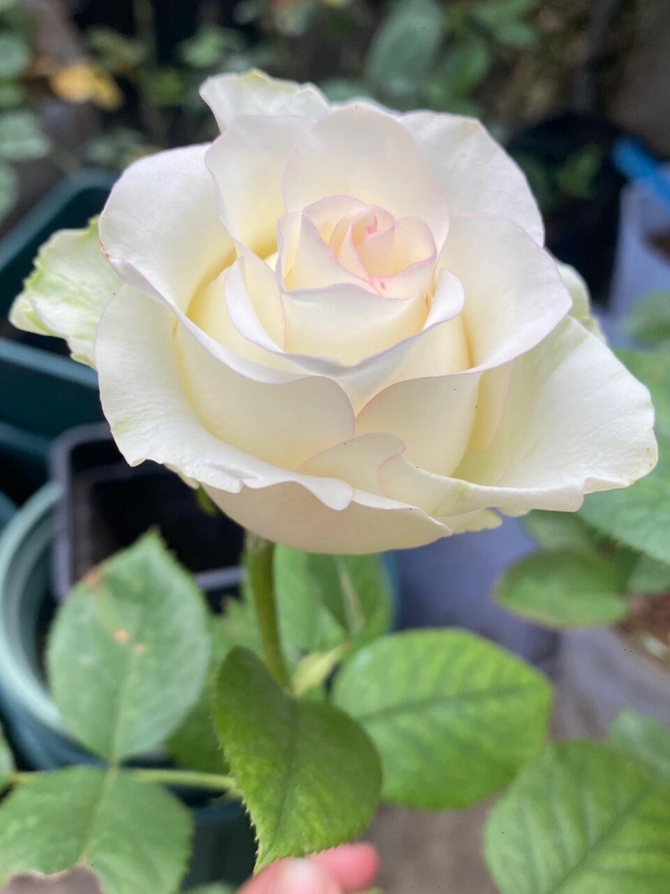 Rose【White Jumilia】- 1.5 Gal OwnRoot Live Plant｜白艾莎｜Sport varieties of the Jumilia rose｜Perfect New variety