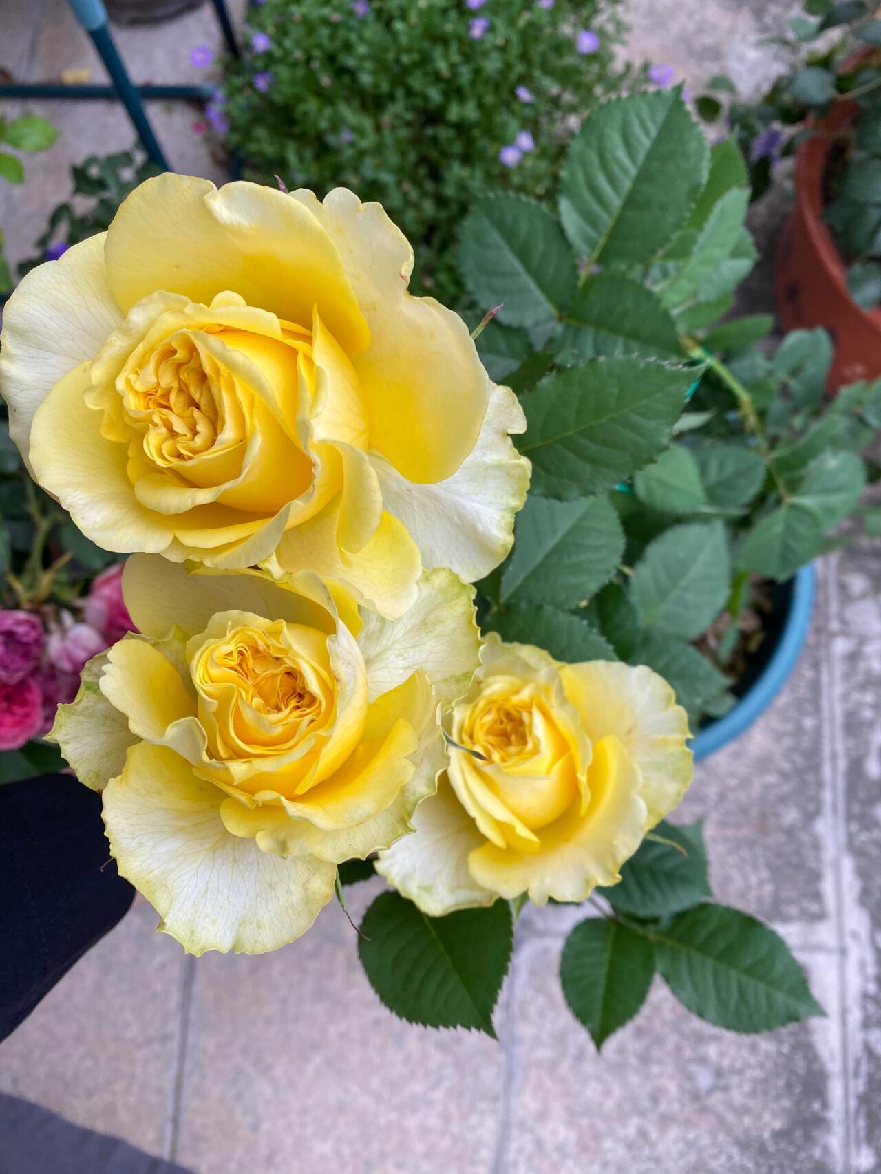 Rose【Shell｜貝殻】-1.5 Gal OwnRoot LivePlant｜Popular Japanese Floribunda Rose 贝壳｜Large Bloom｜Long vase life| Heat Resistant| Easy to Grow| Lace