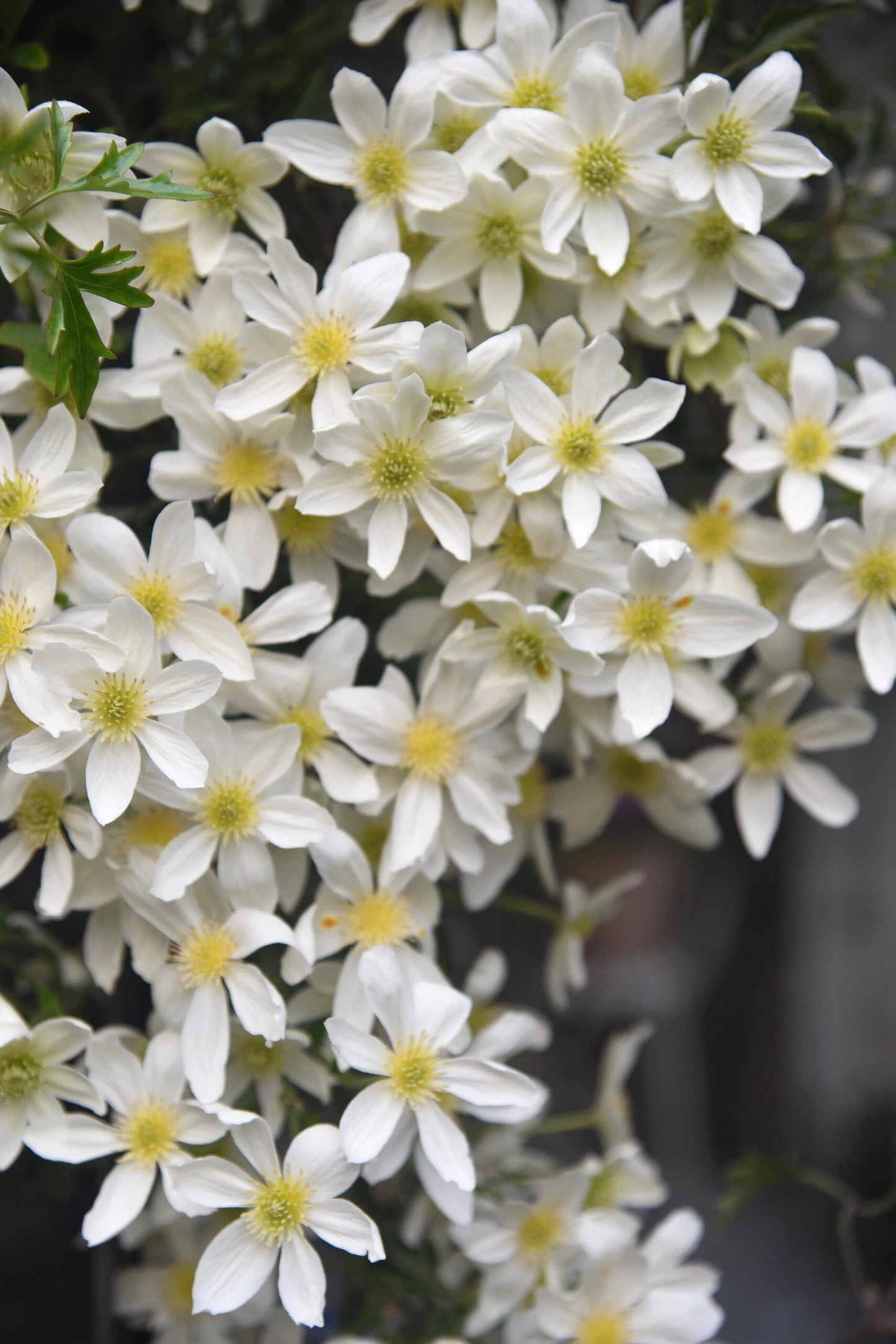 Clematis【Avalanche】-LivePlant｜雪崩｜Popular White Clematis