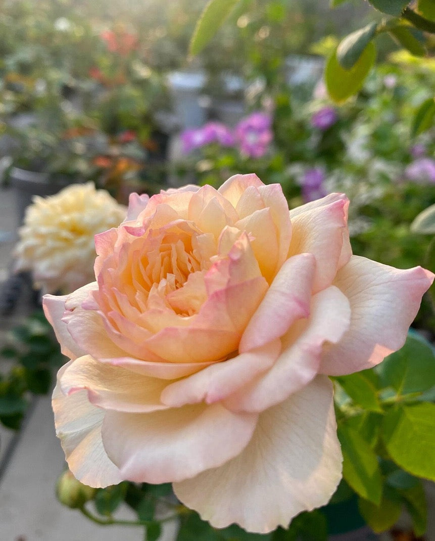 Rose【Avekutowa｜アヴェークトワ】- 1 Gal Live Plant｜与你同在｜New Variety 2020｜Colorful Blooms