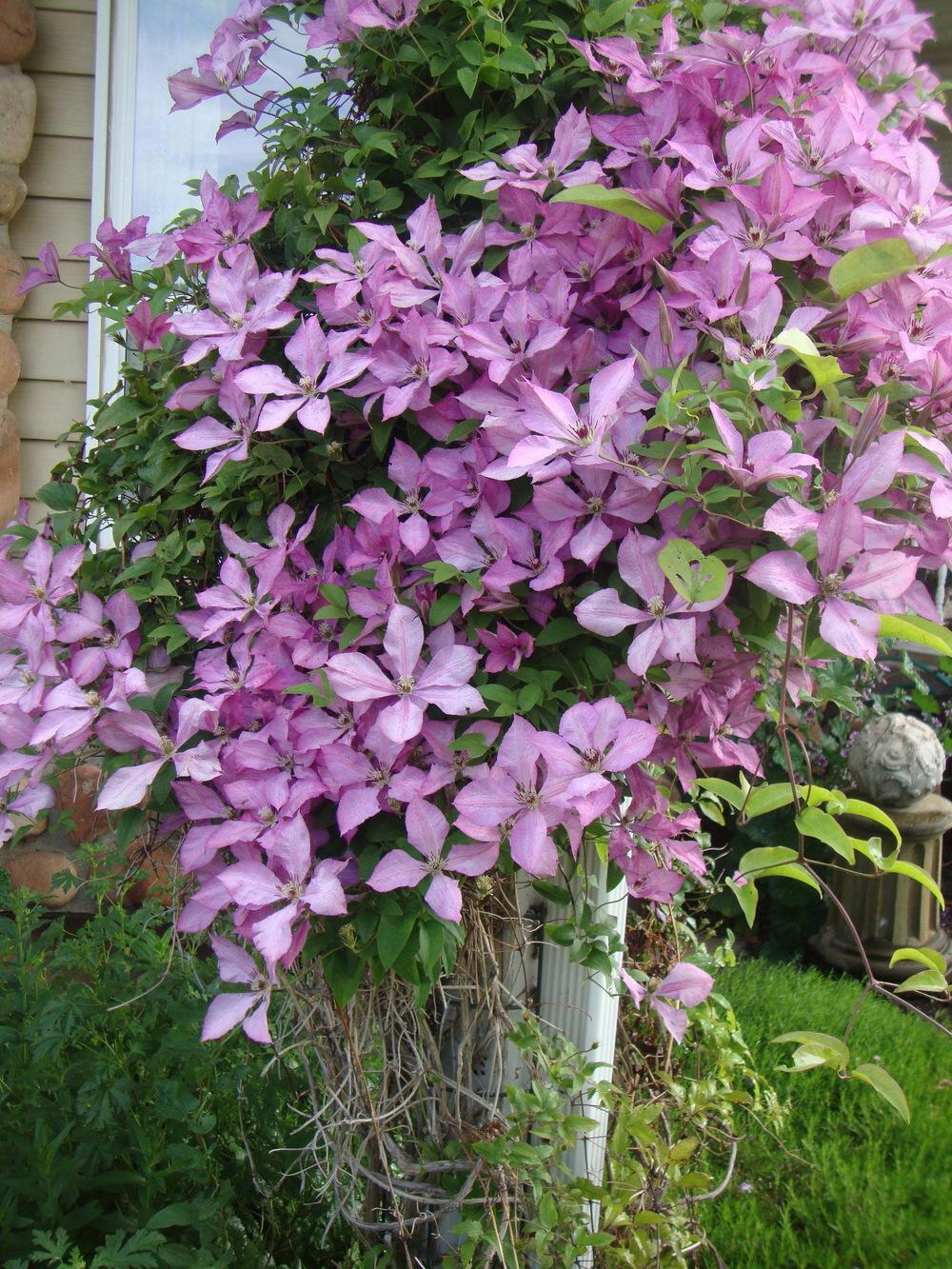 Clematis【Giselle】- LivePlant｜吉赛尔｜Large Flower｜Vintage Pink| Cold Hardy| Exquisite| Flower Waterfall| Beginner-Friendly| Compact Patio| Vine