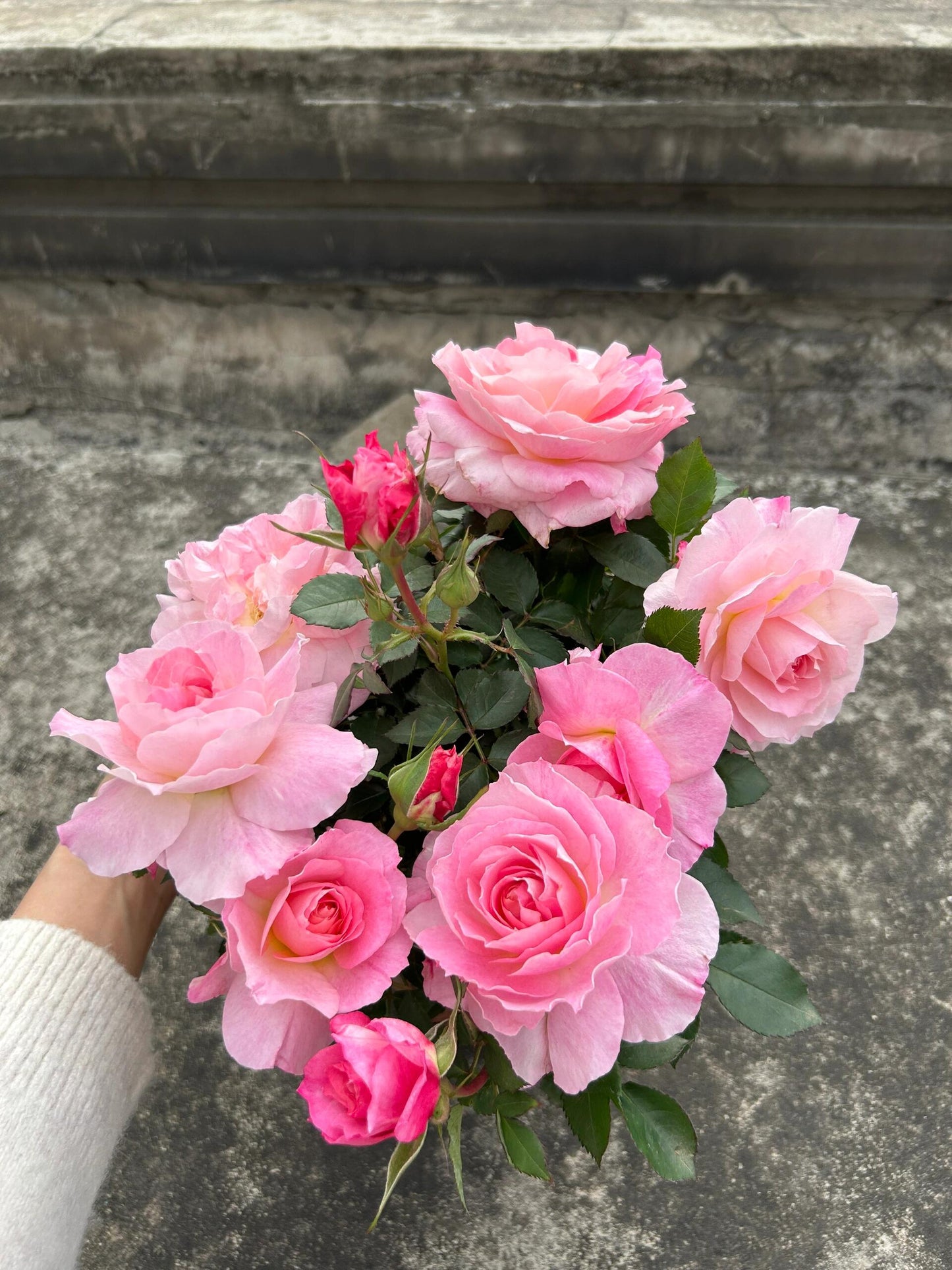 Popular Rose【Neptune King Terrazza】 -1.5 Gal OwnRoot| LargeFlower| Wave Bloom| Strong Adaptability| Heat-Resisting|Peony 海神王| Redolent