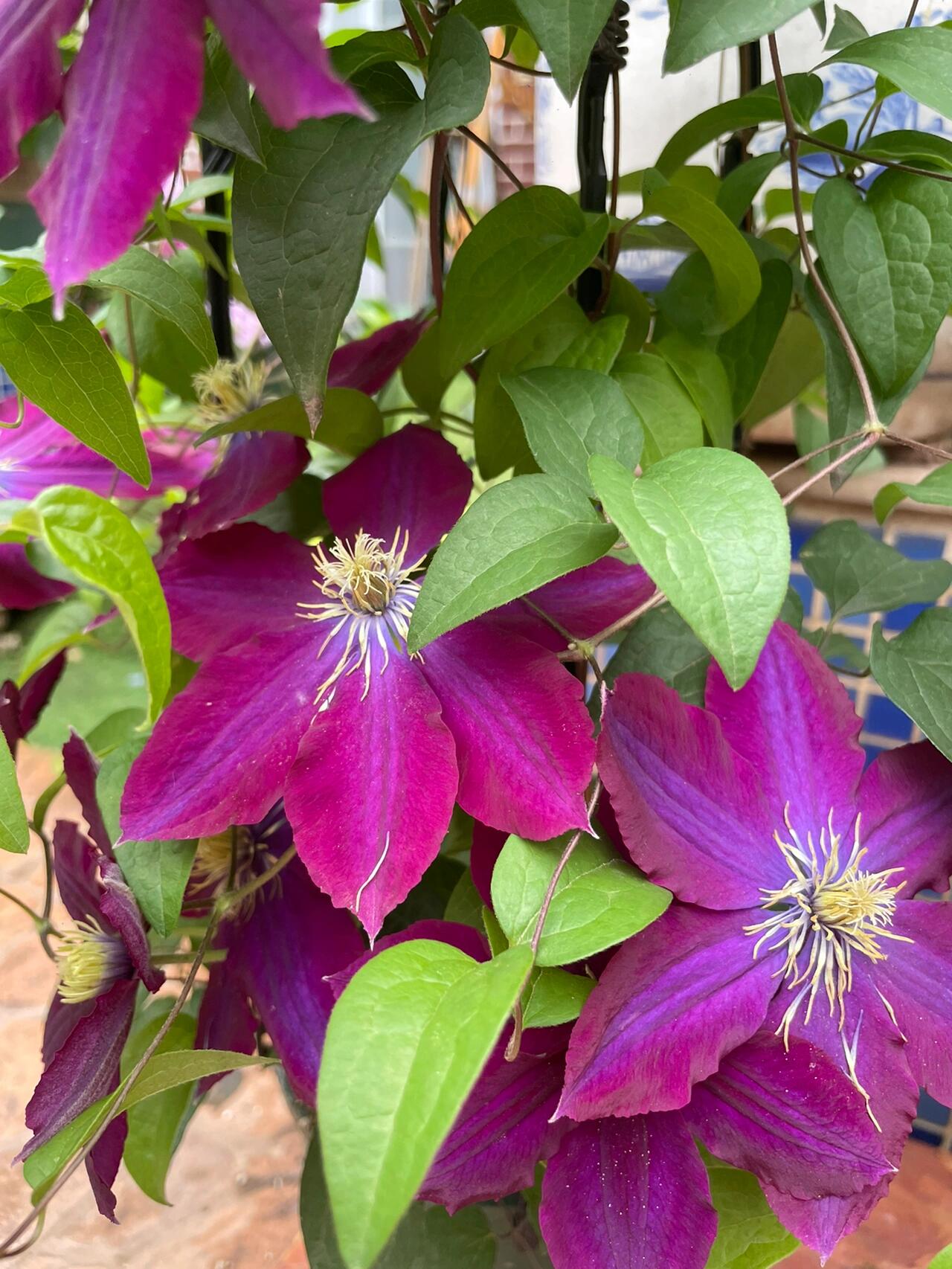 Rare Clematis【Nishiki｜錦】- Live Plant｜锦｜Bi-color: starts pale pink, deepens to purple-pink