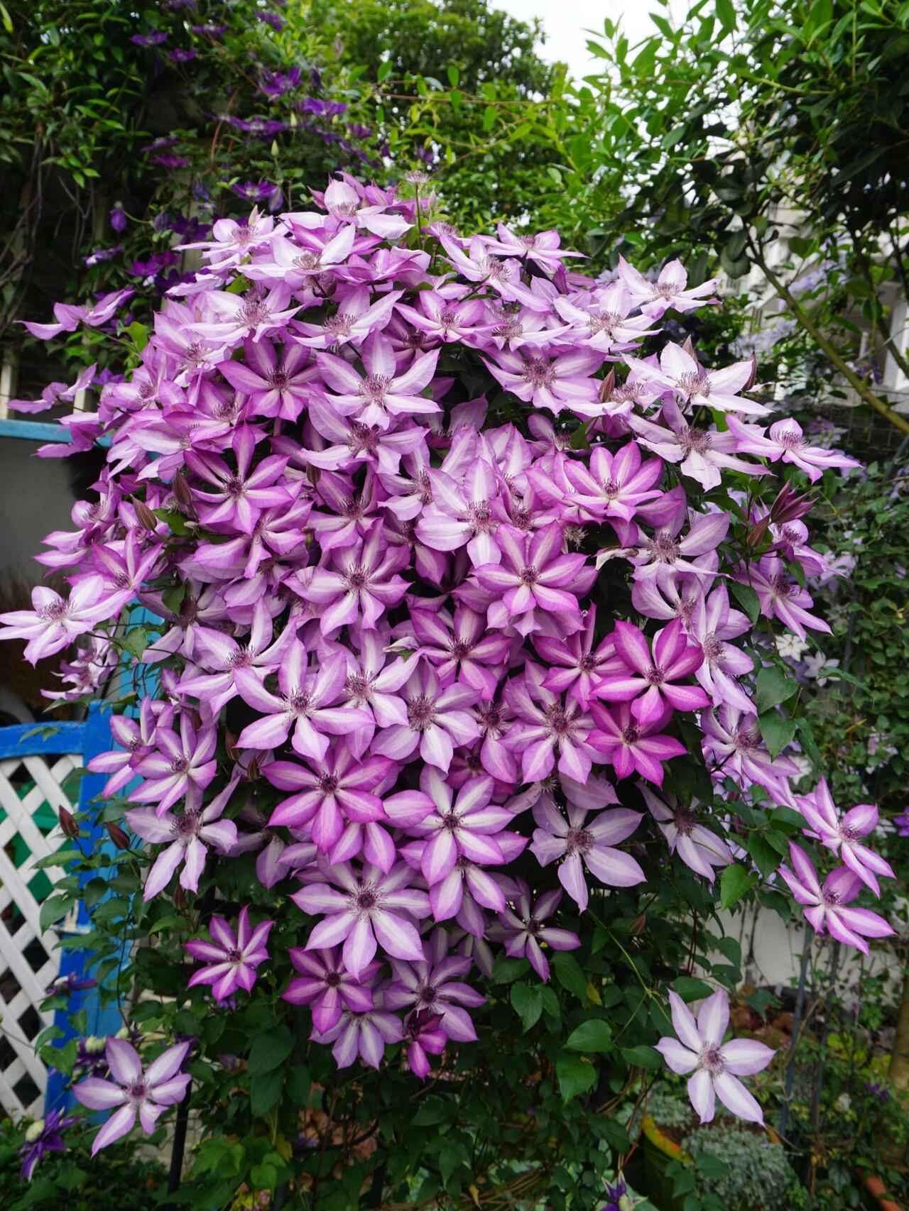 Clematis【Lizard｜トカゲ 】- LivePlant｜蜥蜴| Large Flowering| Cold Hardy| Fast-Growing| Flower Waterfall| Perennial| Pot Friendly| RareVine| Archway