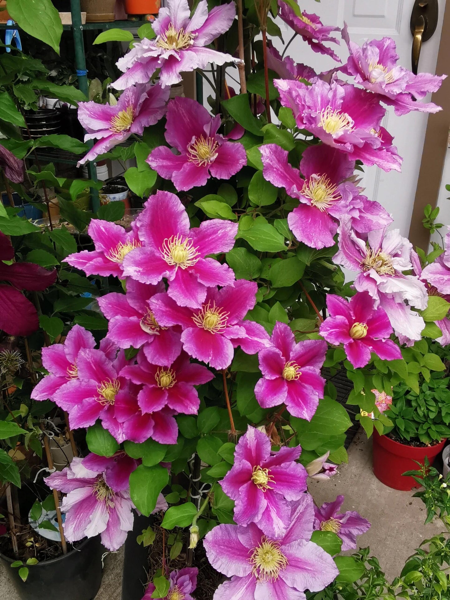 Clematis【Piilu｜小鸭】- 9P LivePlant｜