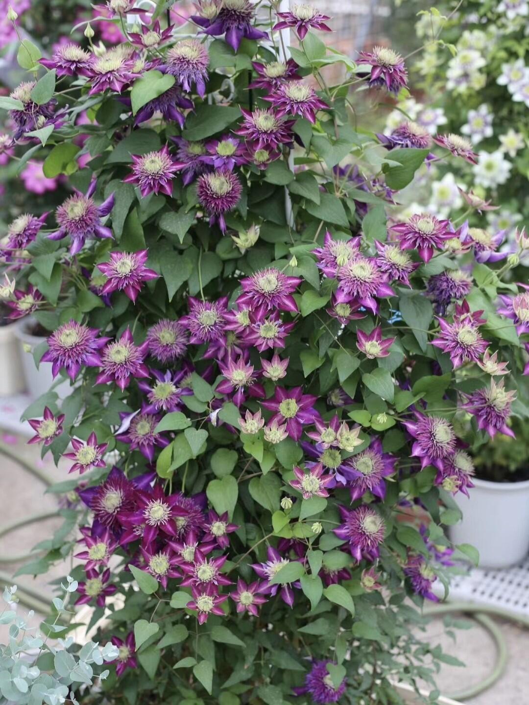 Clematis 【Shishimaru | ししまる】- 9P｜Pre-Order - Ships Oct 1st Week| 紫子丸| Heat Resistant| Good Winter Hardiness | Rarities  Japanese Collection|