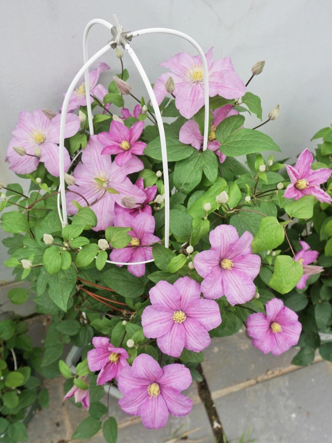 Clematis【Comtesse de Bouchaud】- LivePlant｜包查德 女侯爵｜Cute Flower