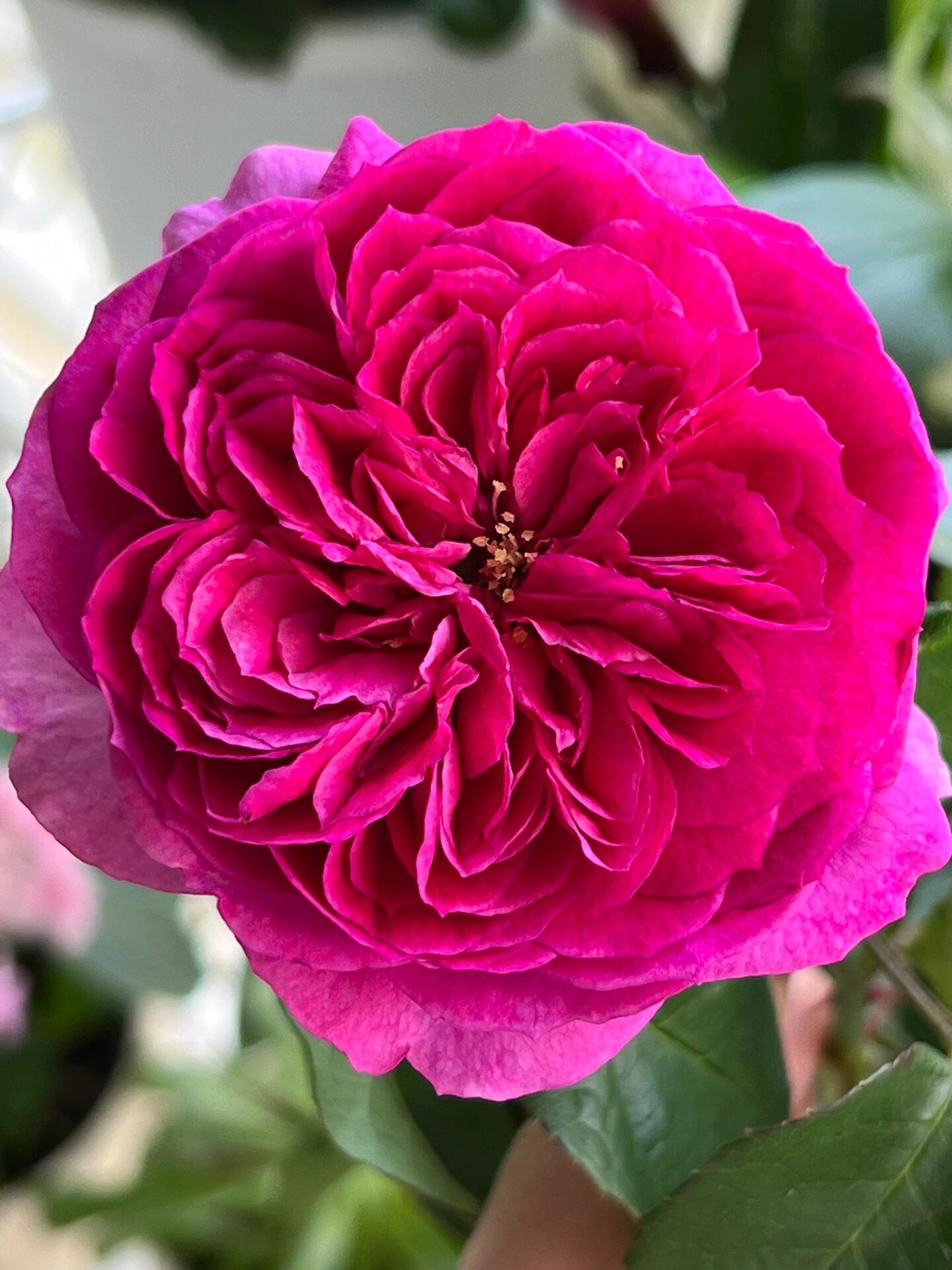 Rose【Ci Xuan| 慈萱| Serene Grace】- Rare New Variety 2020｜Popular|Tian Lang | Large Bloom｜Perfumed| Floribunda Rose| Strong Growth| Everbloomer