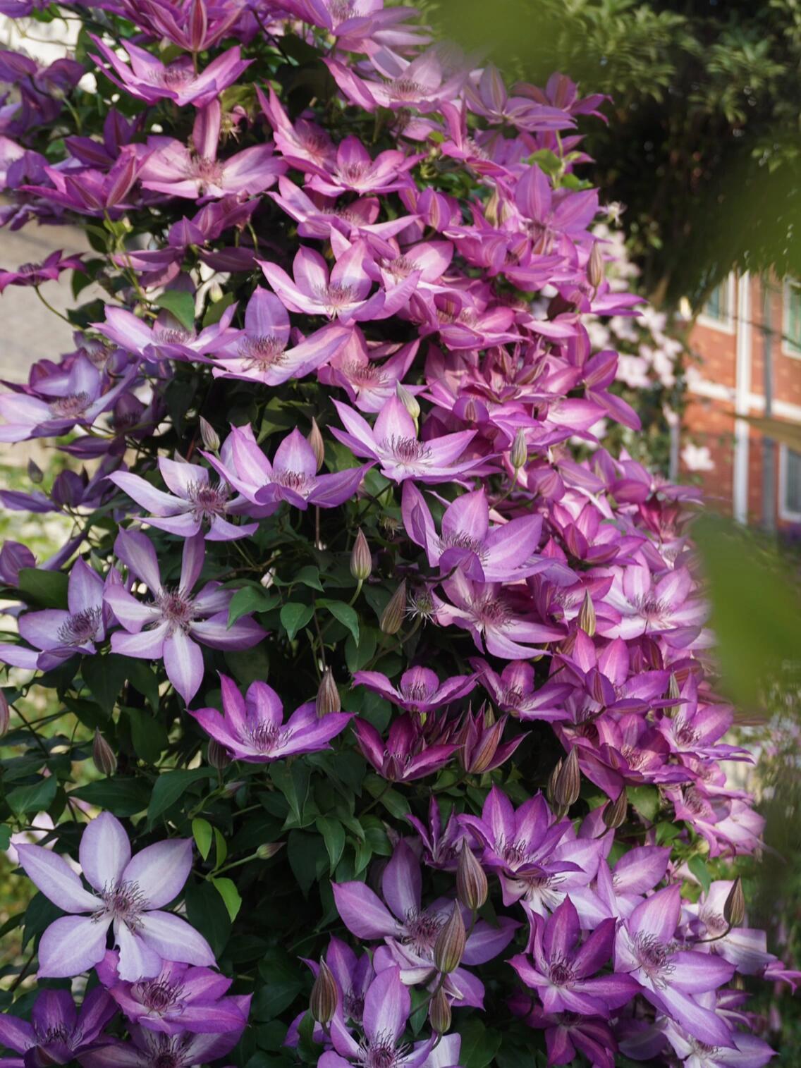 Clematis【Lizard｜トカゲ 】- LivePlant｜蜥蜴| Large Flowering| Cold Hardy| Fast-Growing| Flower Waterfall| Perennial| Pot Friendly| RareVine| Archway