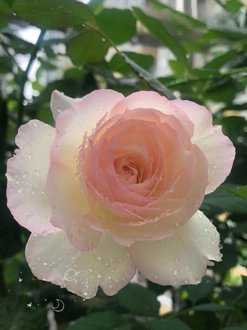 Rose【Shizuku｜しずく】-1.5Gal OwnRoot LivePlant｜心之水滴| Extended vase life| Long florescence | Prolific blooming| Floribunda Rose| Everbloomer