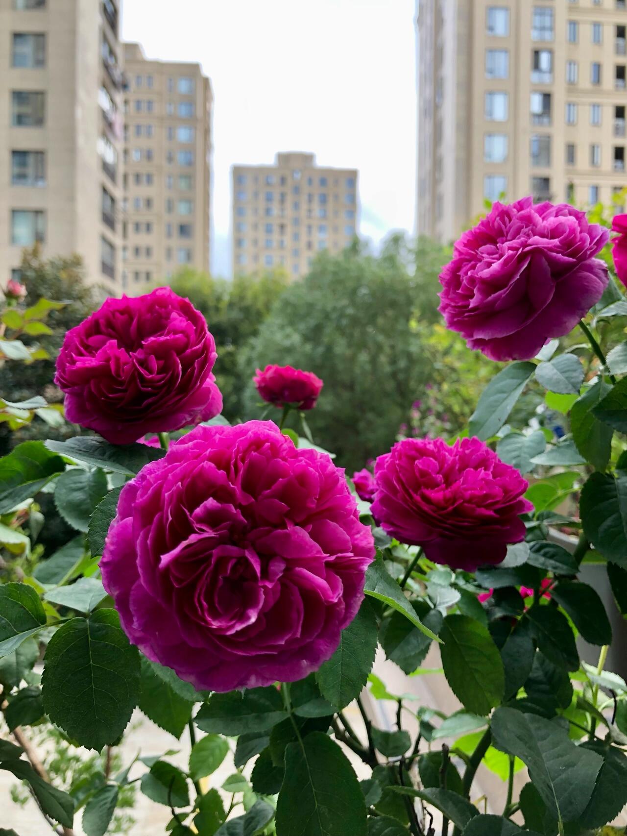 Rose【Ci Xuan| 慈萱| Serene Grace】- Rare New Variety 2020｜Popular|Tian Lang | Large Bloom｜Perfumed| Floribunda Rose| Strong Growth| Everbloomer