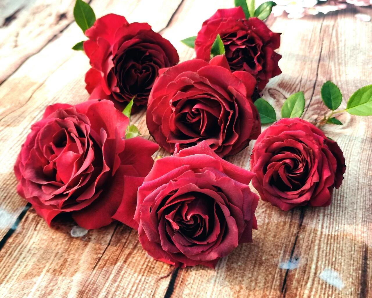 Rose【Belles Rives| Stiletto】- 1.5Gal OwnRoot LivePlant| Love Rosa｜Cheery Red｜美人丽芙| Bloom Repeatedly| Intense Fragrance| Cutting Rosa