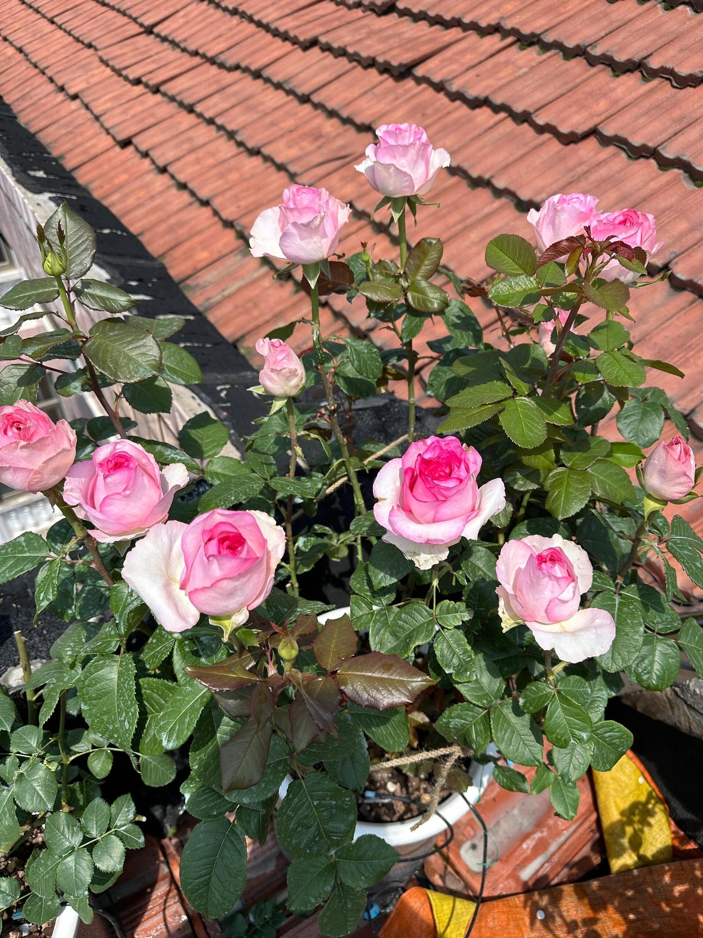 Rose【Bella Vita】- 1.5 Gal OwnRoot LivePlant｜贝拉维塔｜Popular Cutting Rosa｜Large Bloom｜Rich Scent