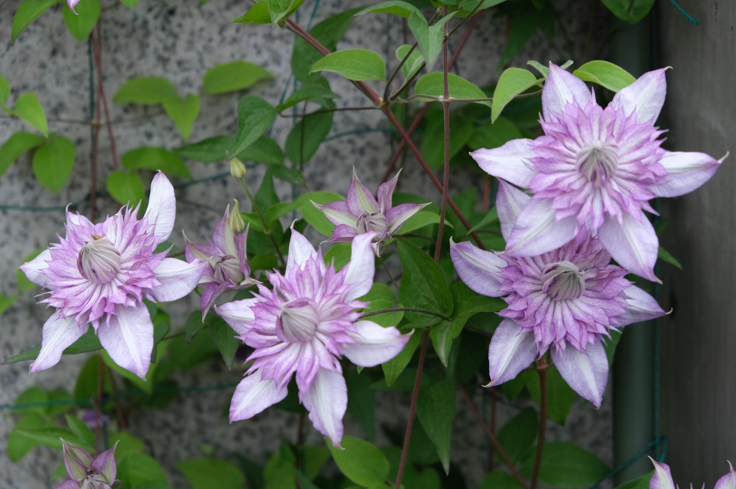 Clematis【Lady Kyoko | レディ・キョウコ】 -9P Live Plant- Japanese Rare Clematis| Pre-Order - Ships Oct 1st Week| 恭子小姐 | 新旧両枝咲き|