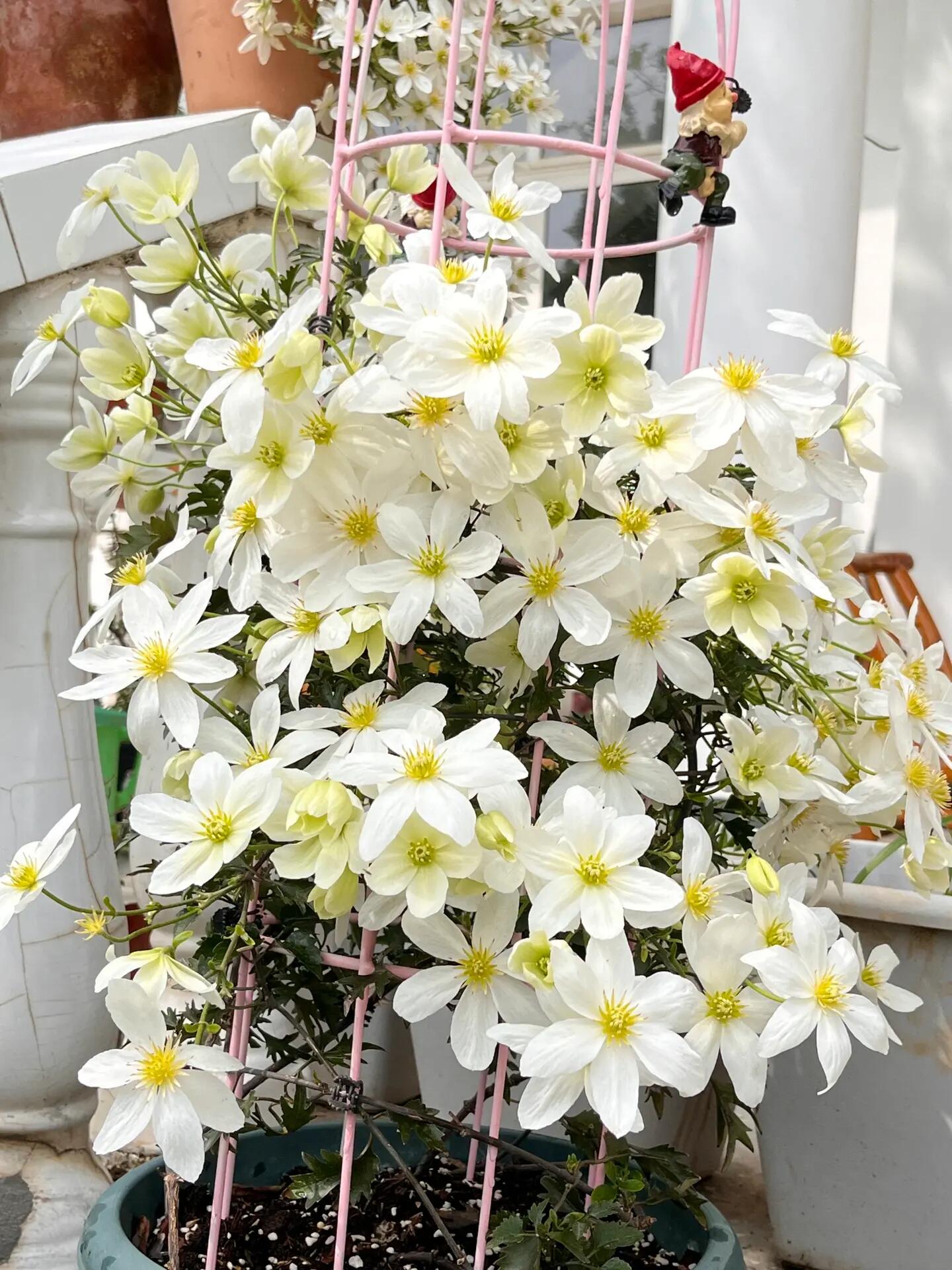 Clematis【Avalanche】-LivePlant｜雪崩｜Popular White Clematis