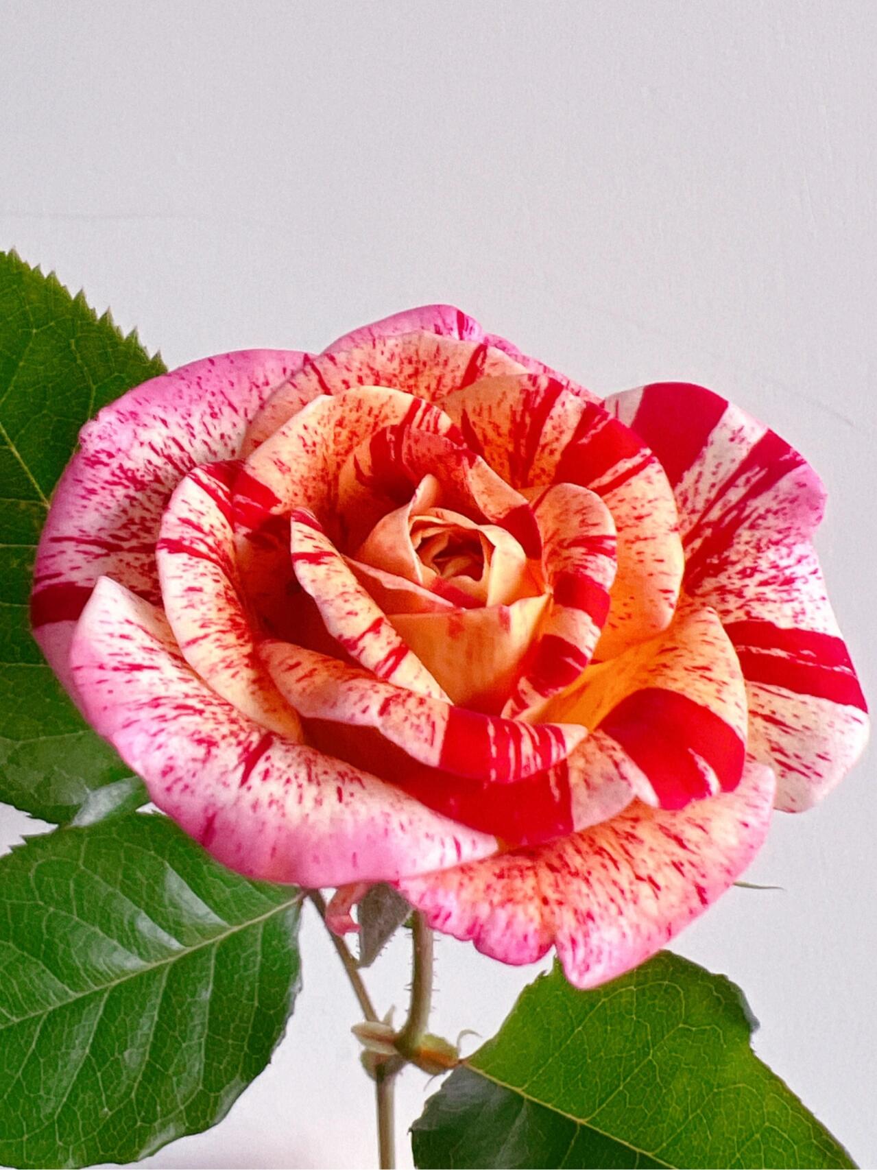 Striped Rose【All American Magic】- 1.5 Gal LivePlant｜全美魔术｜Rapid growth｜ Large blooms